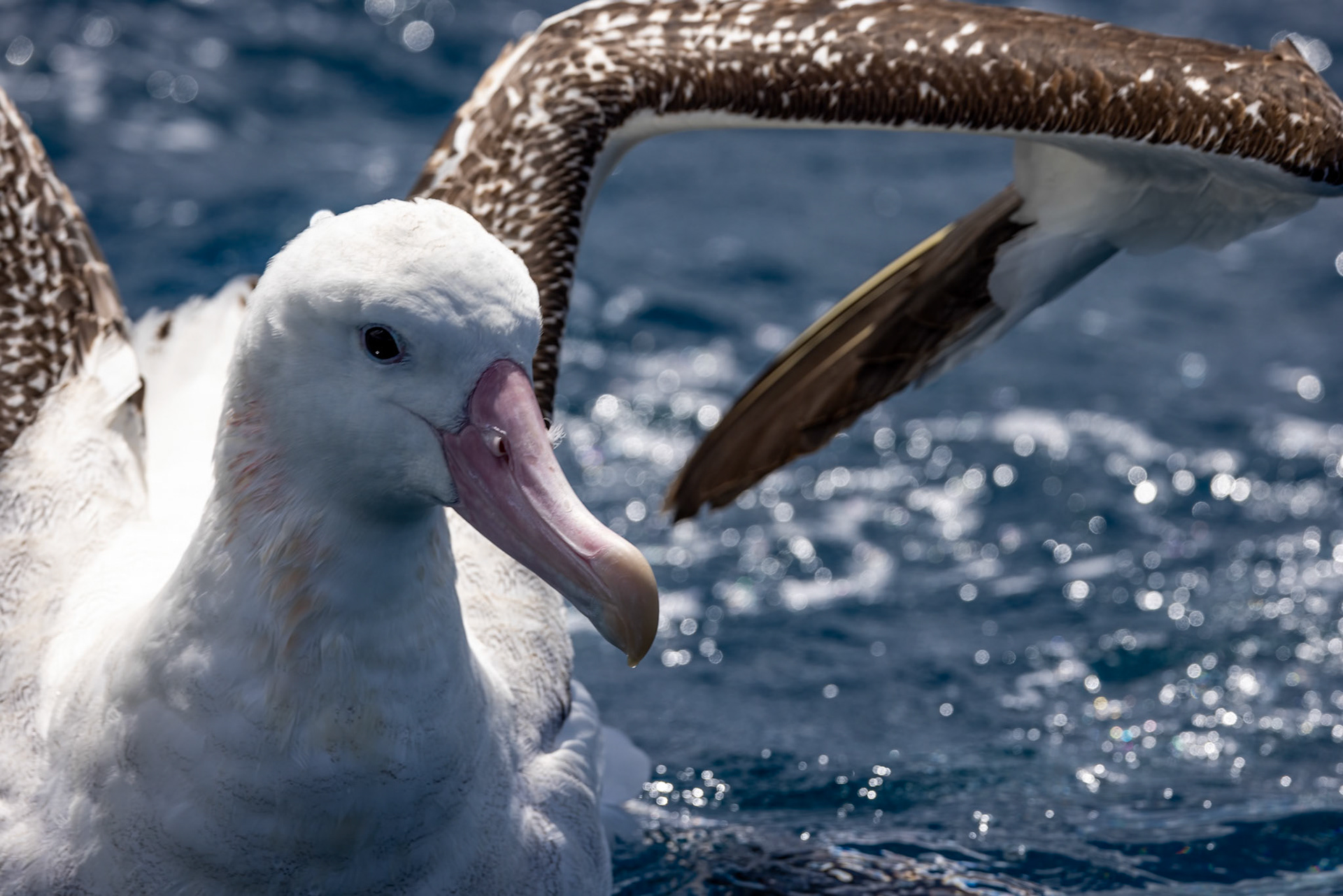 Gibson's albatross, Kaikōura, New Zealand