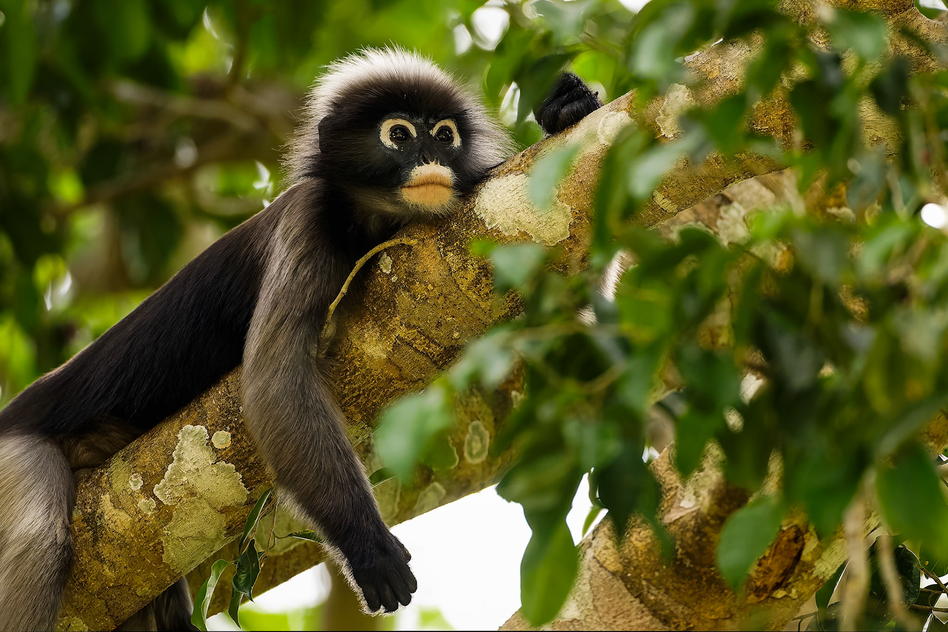 Dusky langur, Khaeng Krackan National Park, Thailand