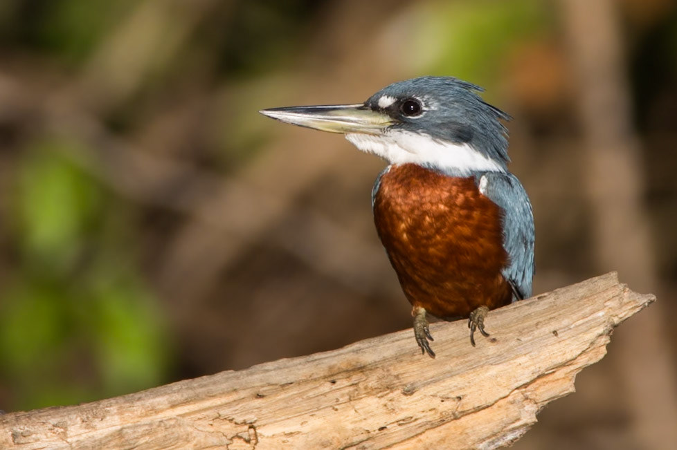 Ringed kingfisher, Porto Jofre, Pantanal, Brazil