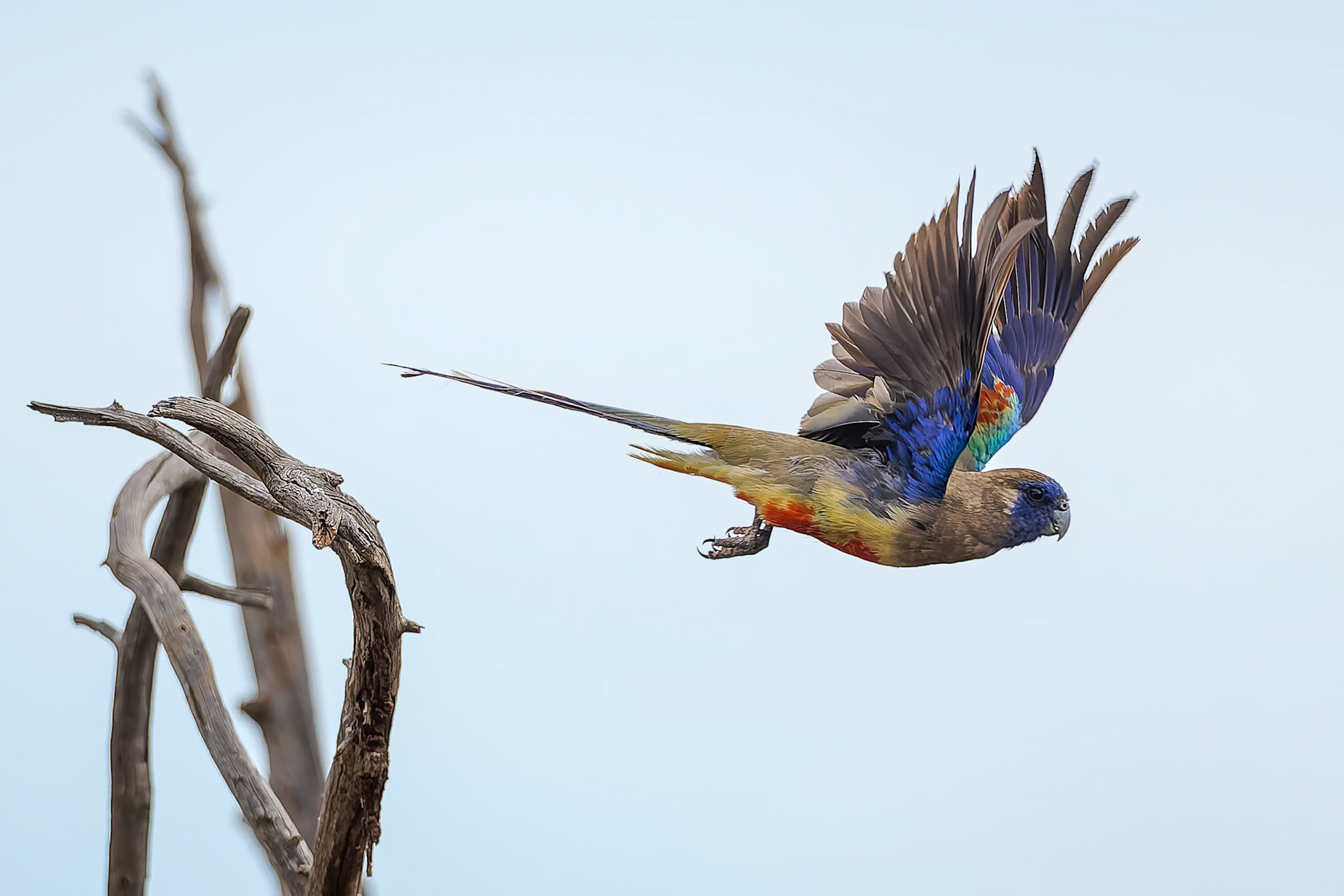 Greater bluebonnet, The Sheet of Water, Lake Cargelligo, NSW, Australia