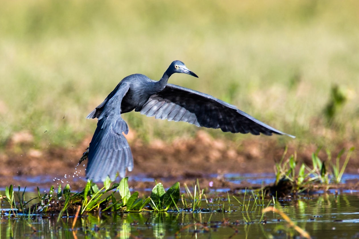 Little blue heron, Pousada Piuval, Pantanal, Brazil