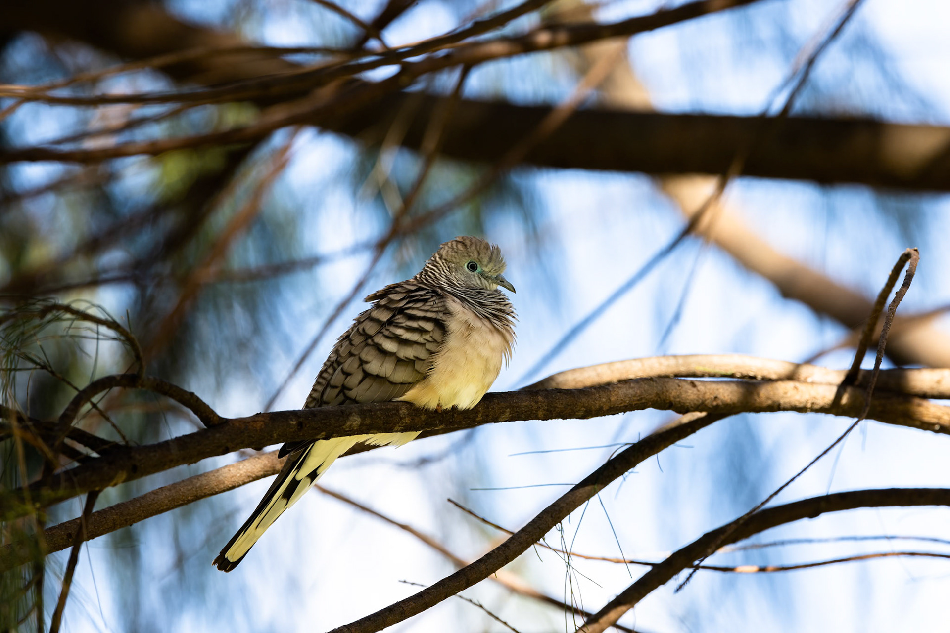 Peaceful dove, Turon Gates, New South Wales