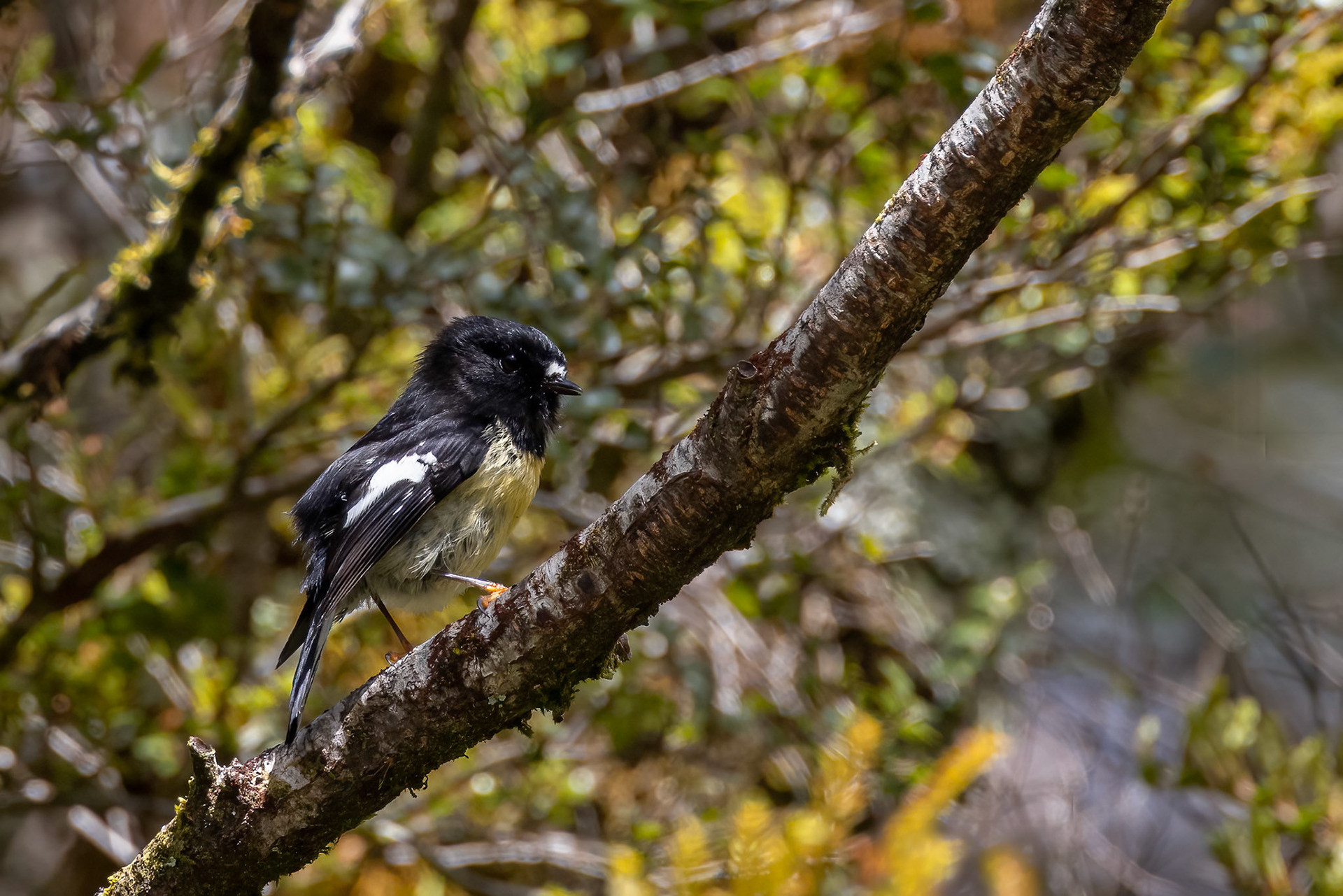 Tomtit, Milford, New Zealand