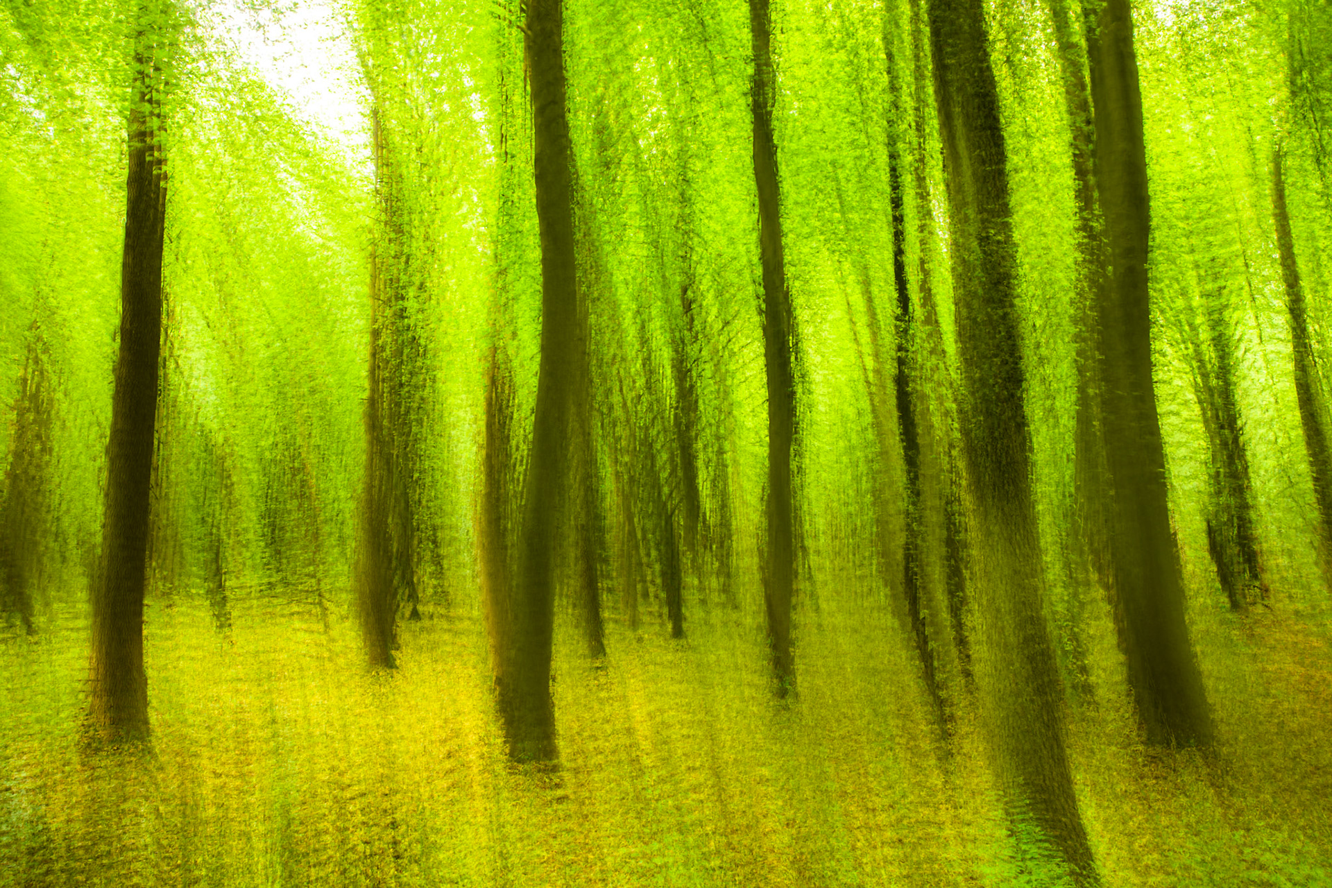 Ashridge Estate, National Trust Forest, Ringshall, England, United Kingdom