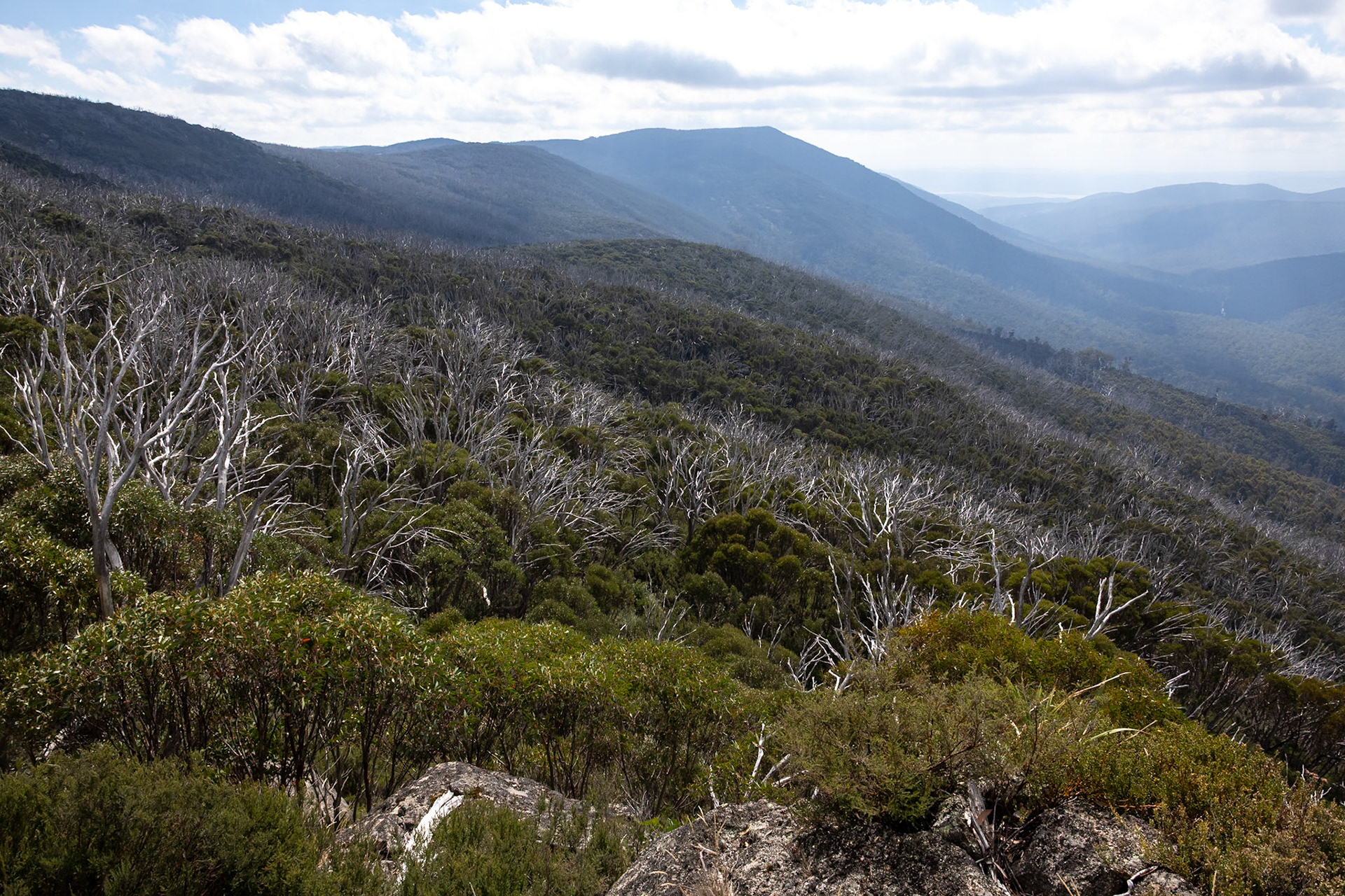 Perisher Valley to Bullock's Flat, Snowies Hiking Trail, Snowy Mountains, New South Wales, Australia