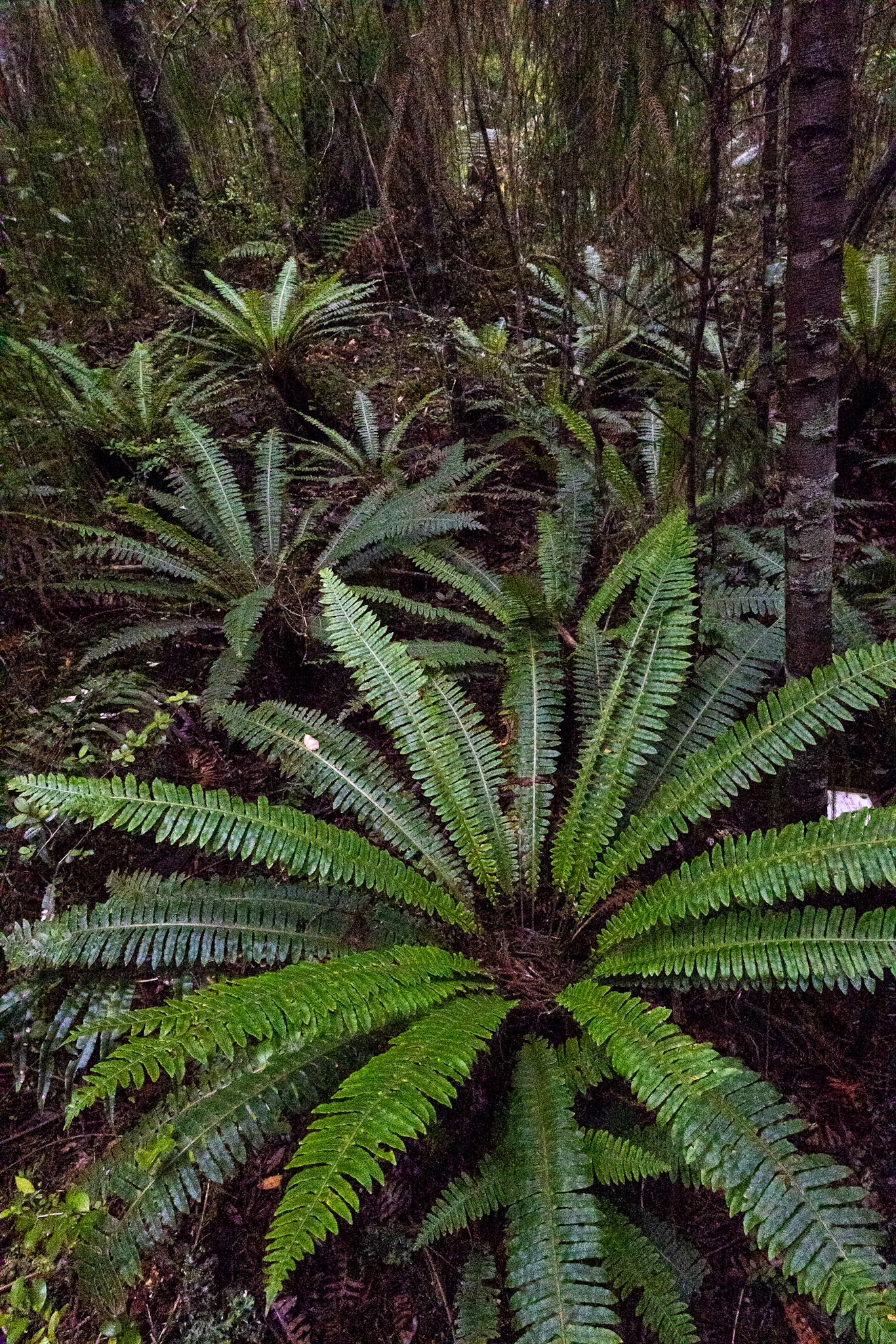 Ulva Island, New Zealand