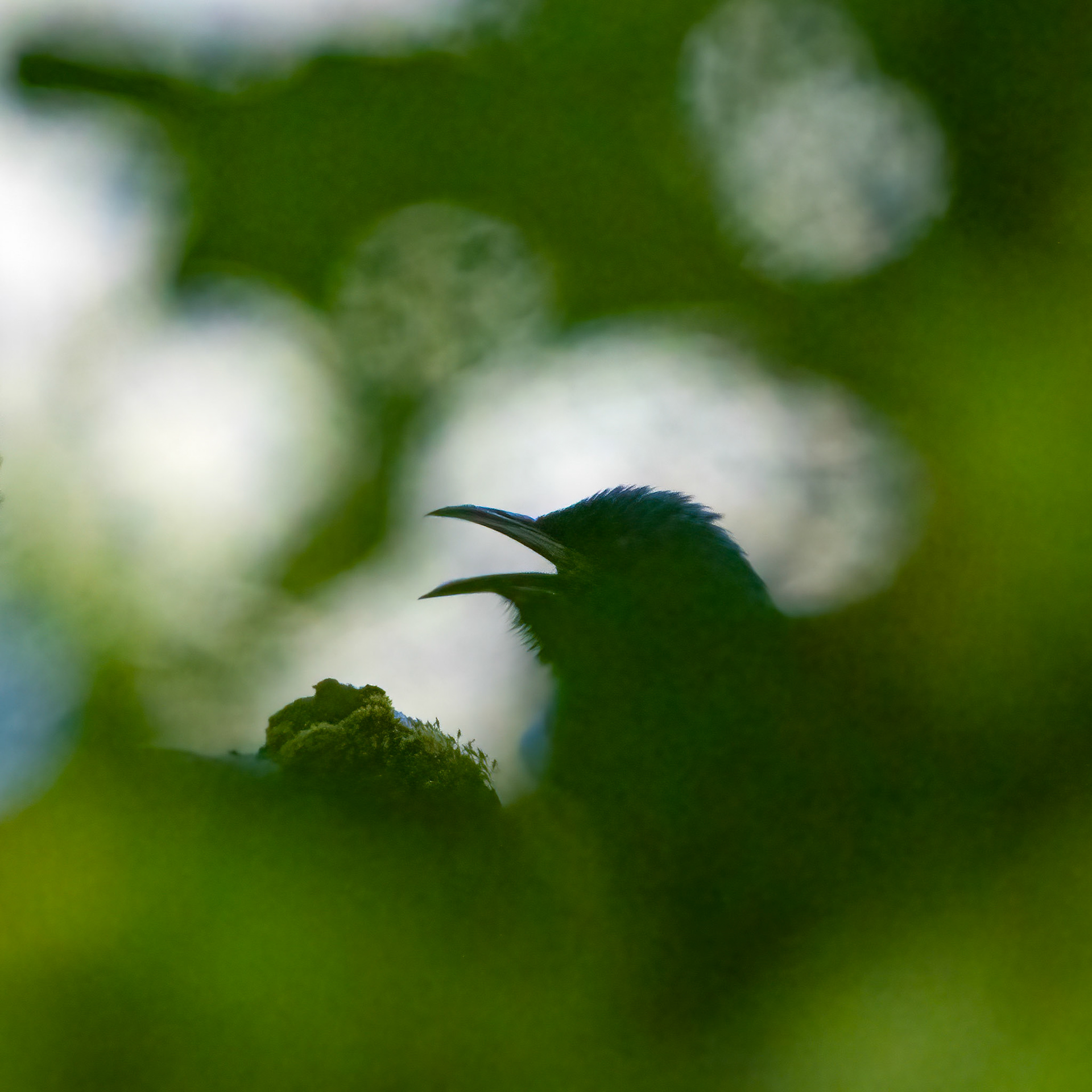 Tui, Milford, New Zealand