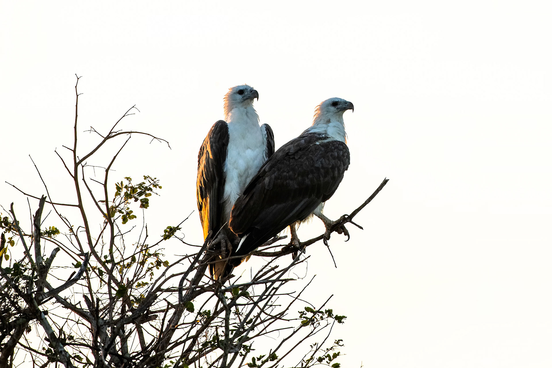 White-bellied sea-eagle, Corroboree billabong, Corroboree, Northern Territory, Australia