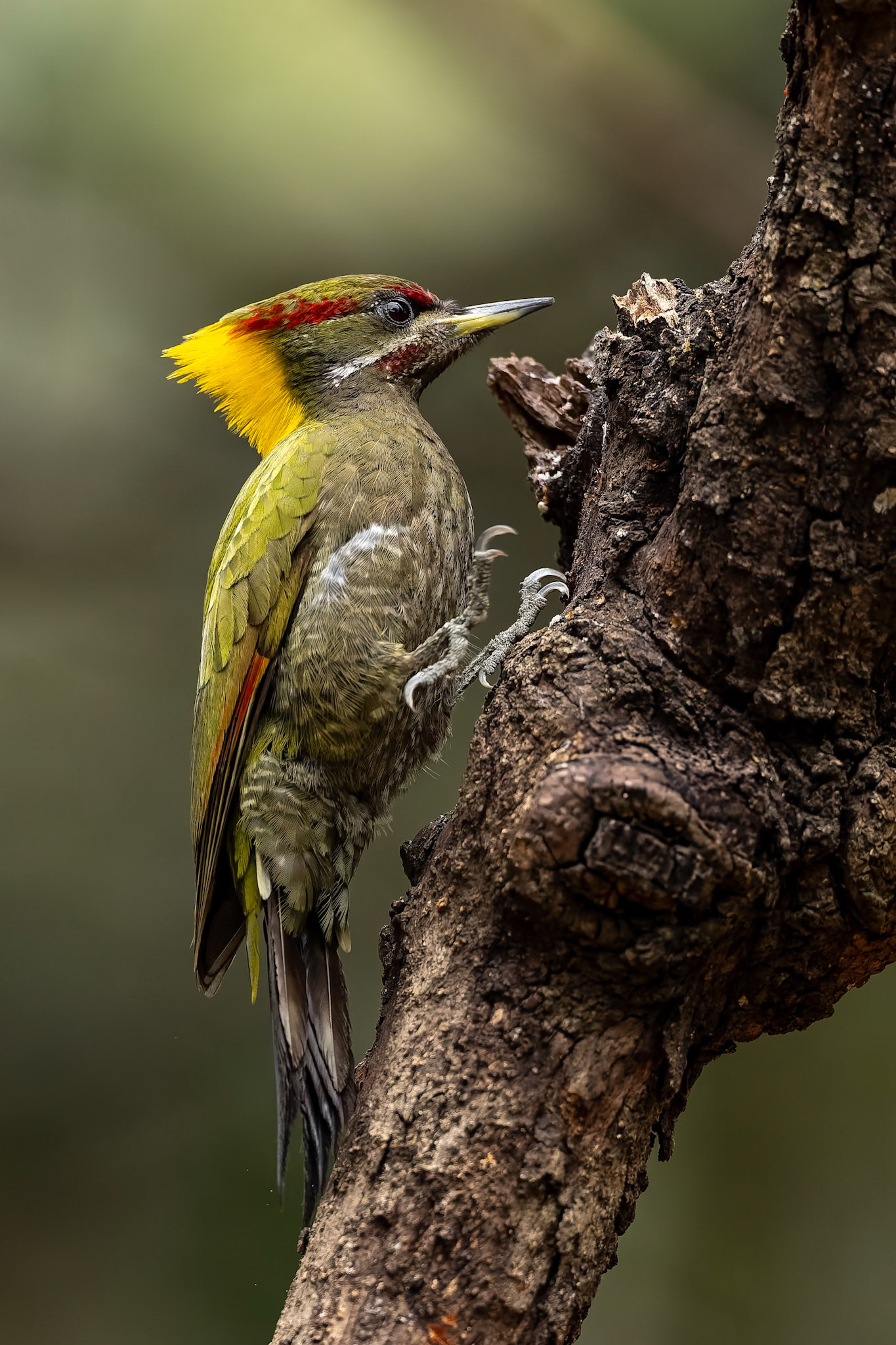 Lesser yellownape, Bird's Den, Corbett Tiger Reserve, India