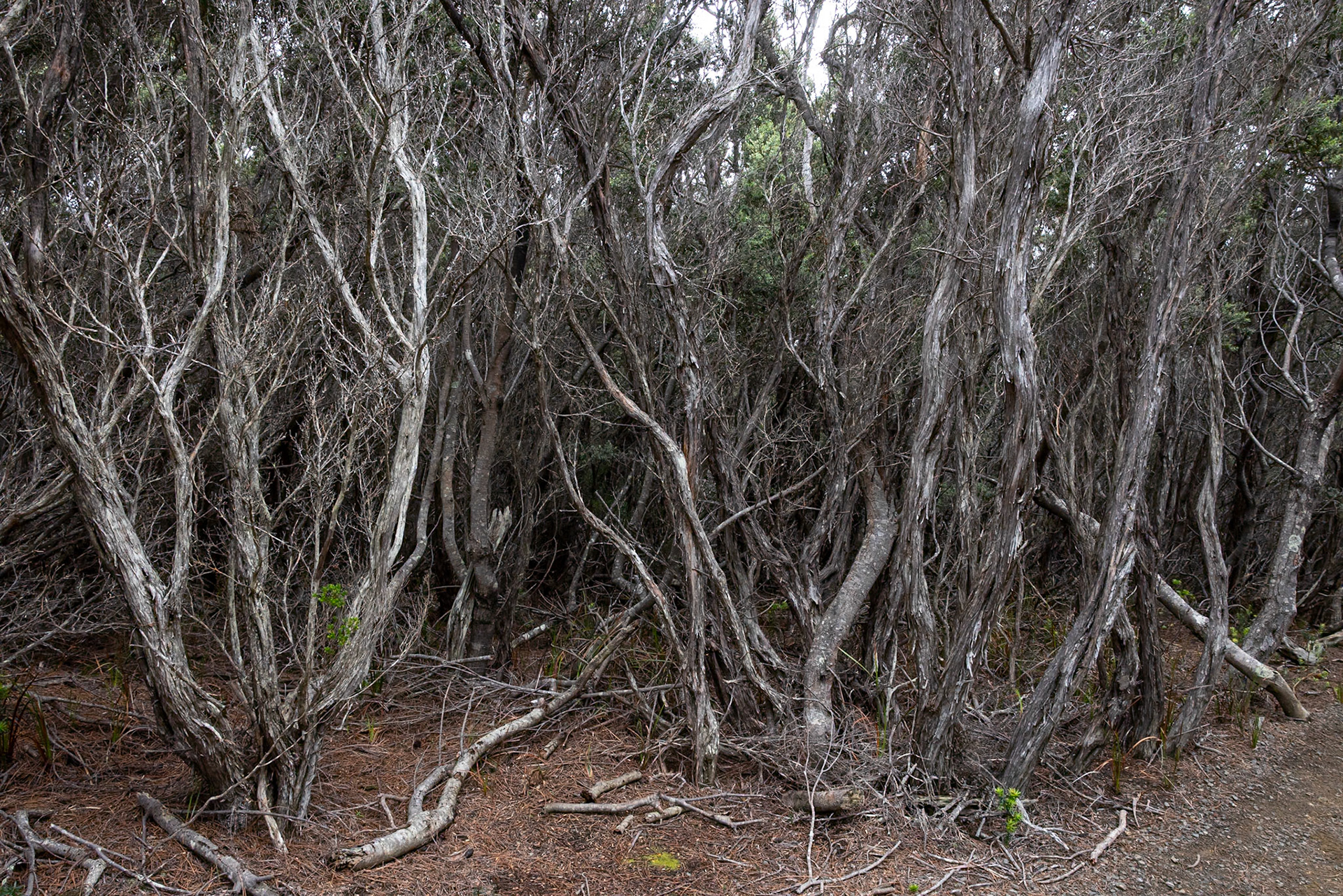 Three Capes Track, Cape Pillar Lodge to Cape Pillar and return, Tasmania