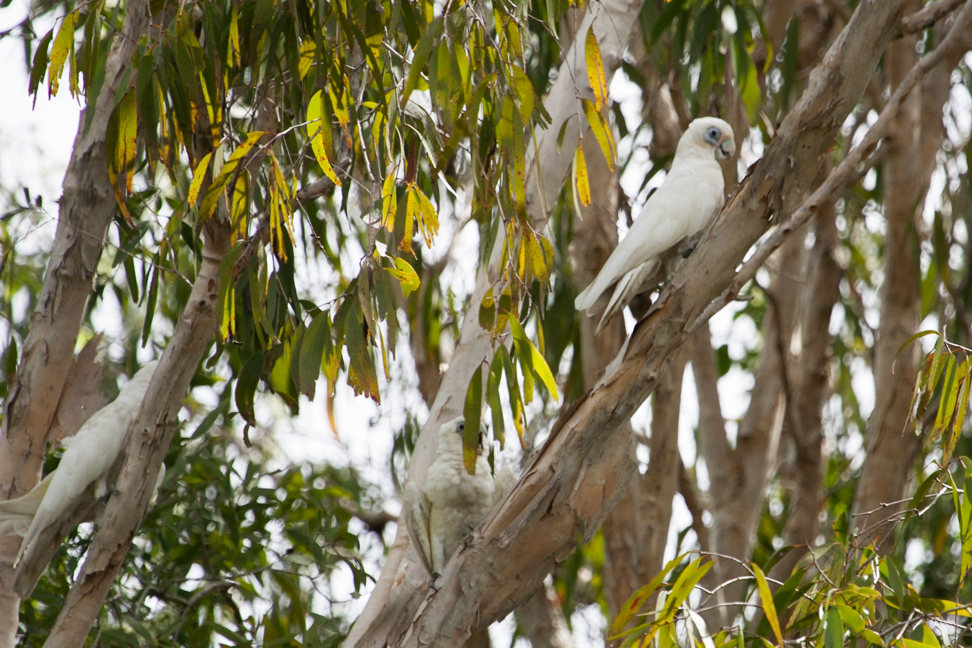 Little Corella, Mount Borradale, Arnhemland, Northern Territory
