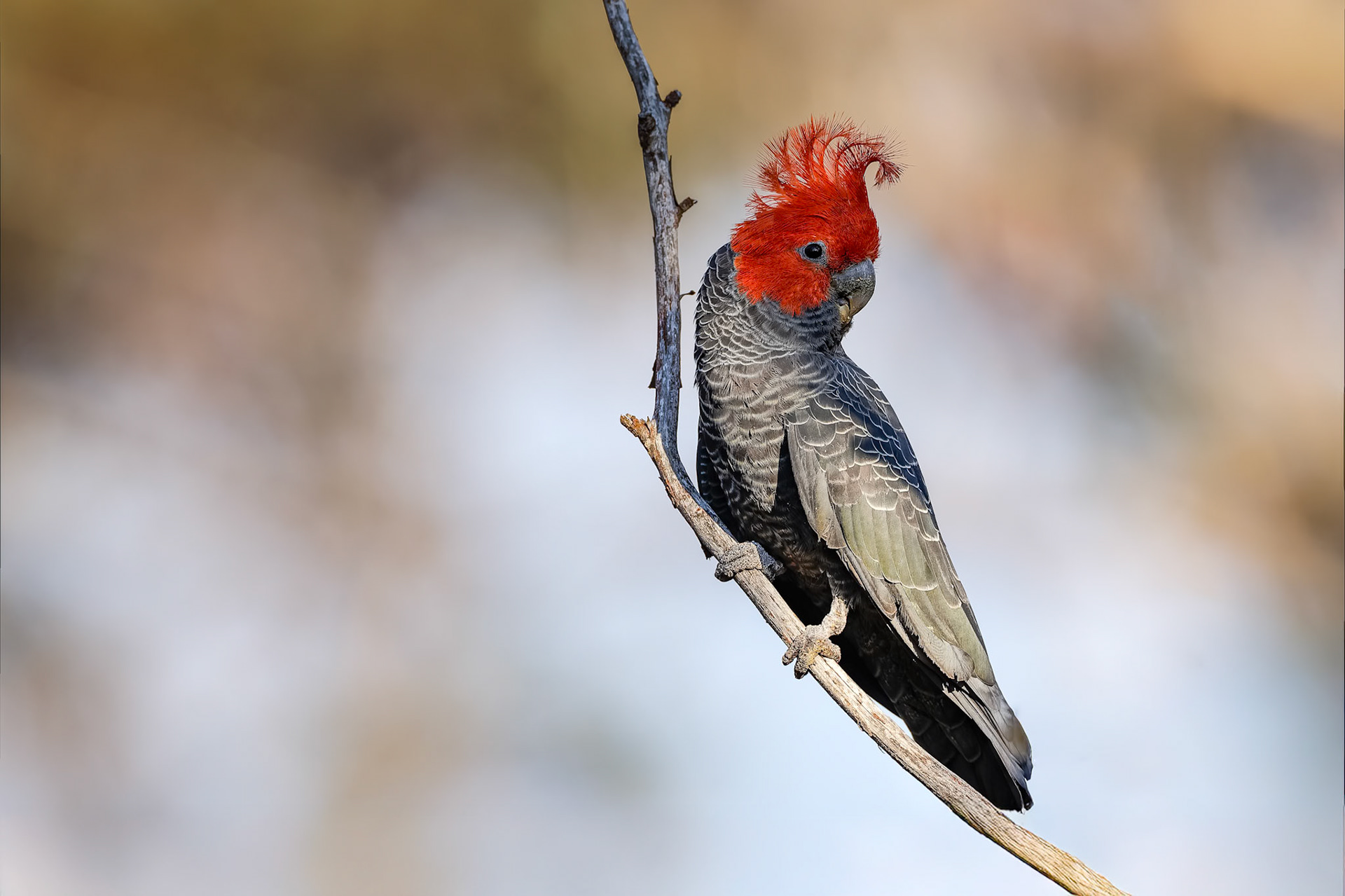 Gang-gang cockatoo, Hassan's Wall, NSW, Australia