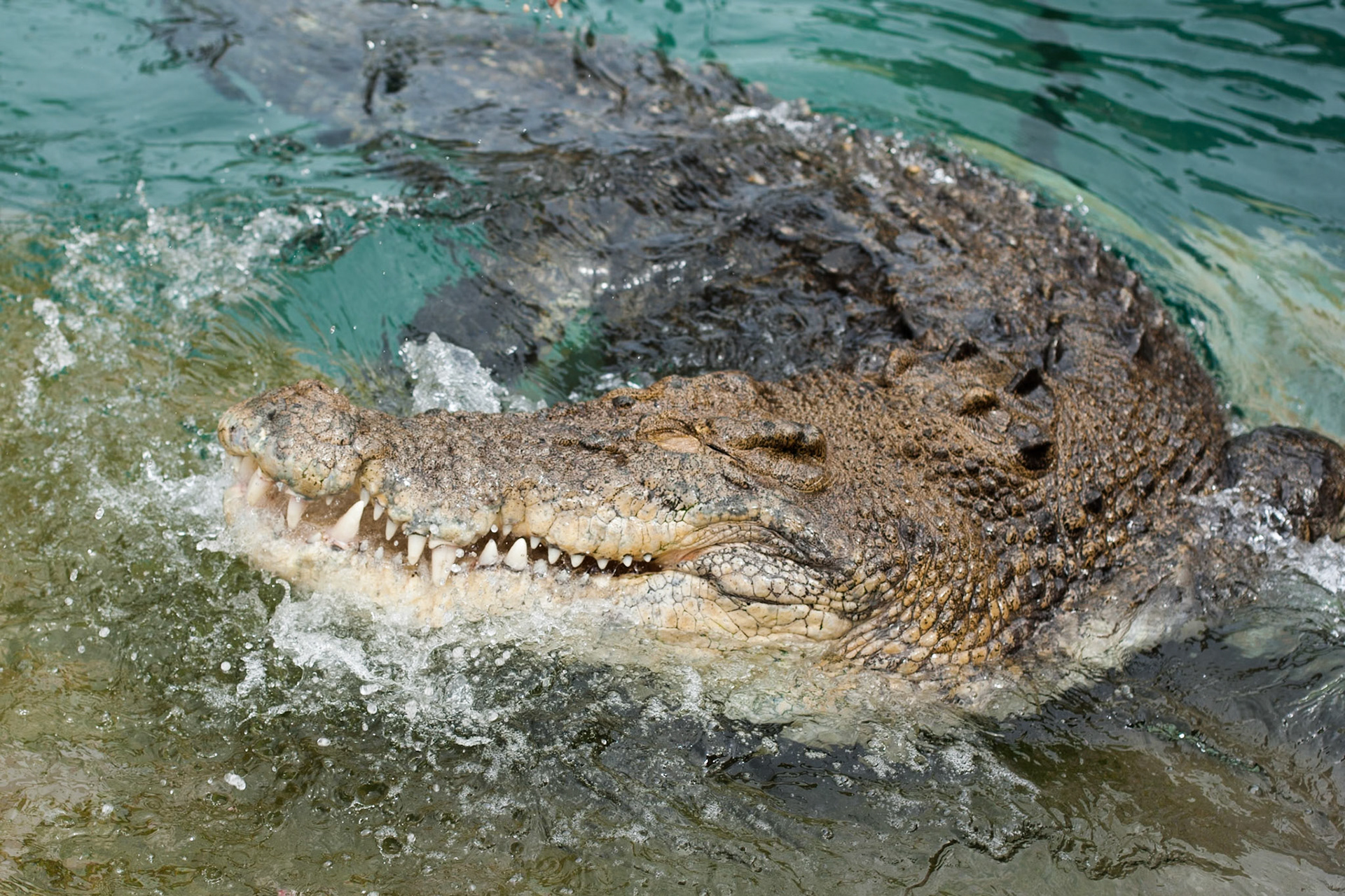 Saltwater crocodile, Crocasaurus, Darwin, Northern Territory