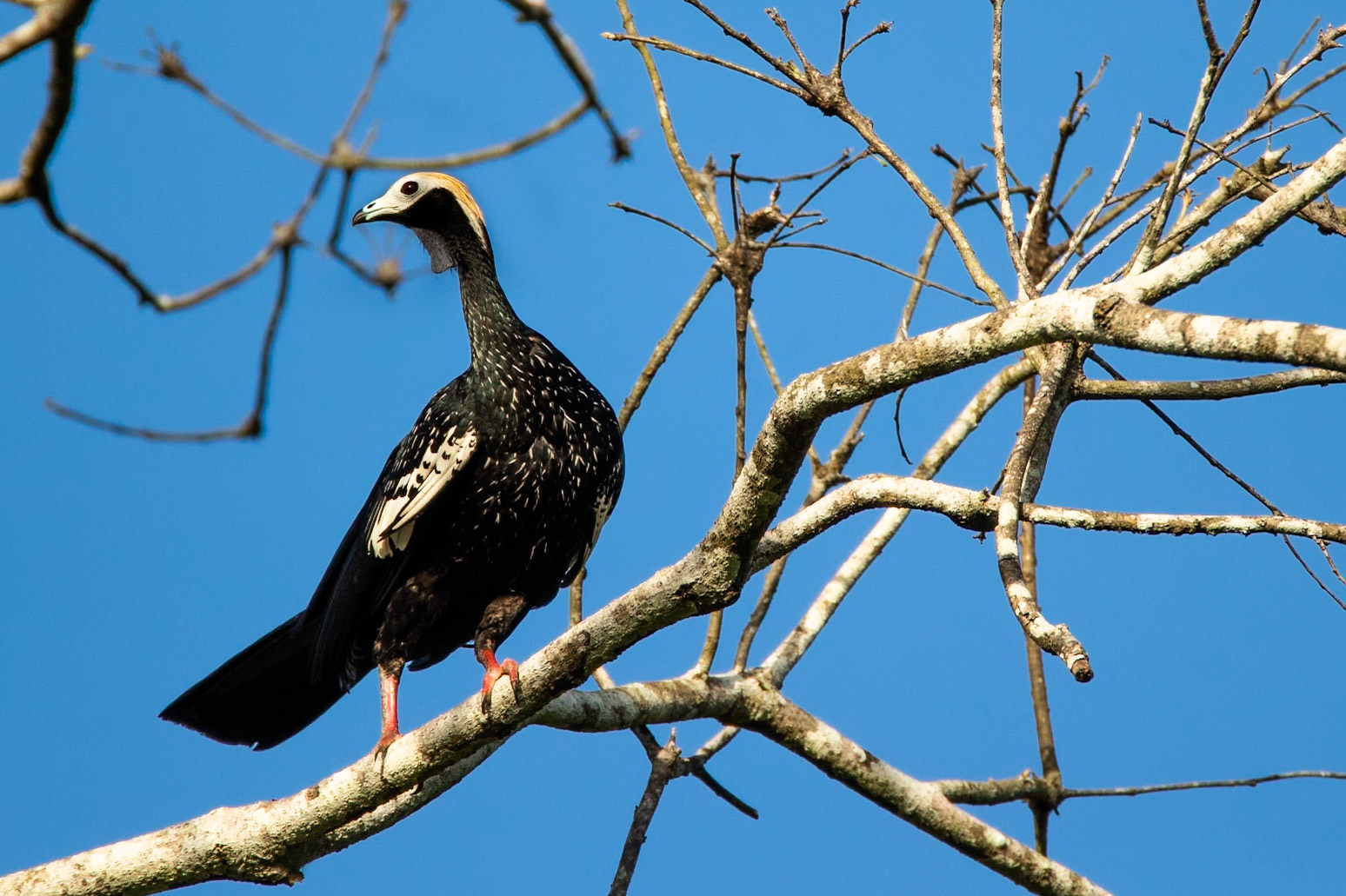 Blue-throated piping-guan, Amazonia Lodge, Manu National Park,  Peru