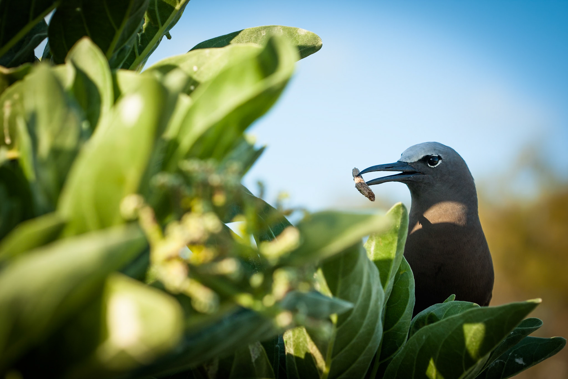 Common (brown) noddy, Lady Elliot Island, Queensland, Australia