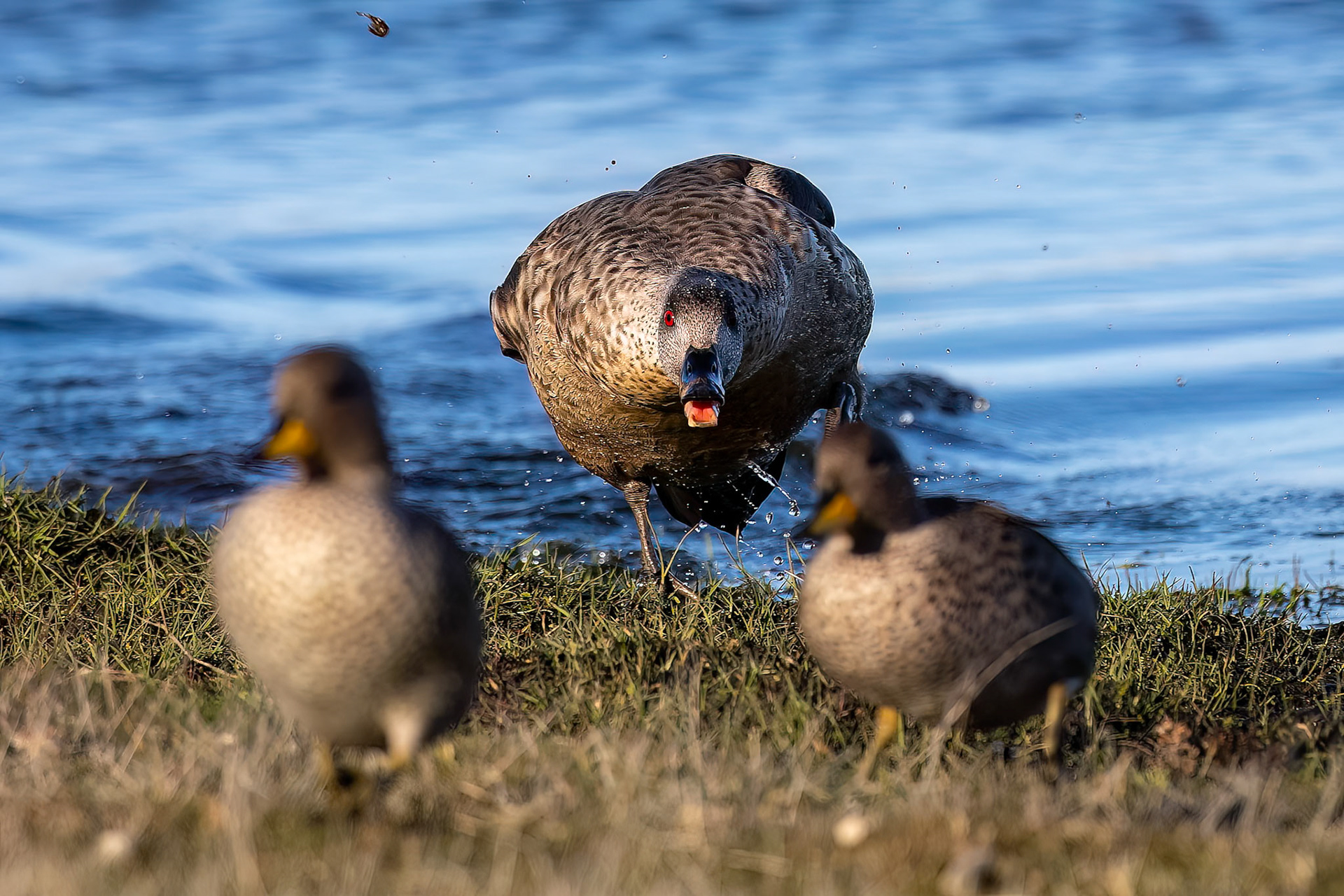 Crested duck, The Settlement, Saunders Island, Falkland Islands