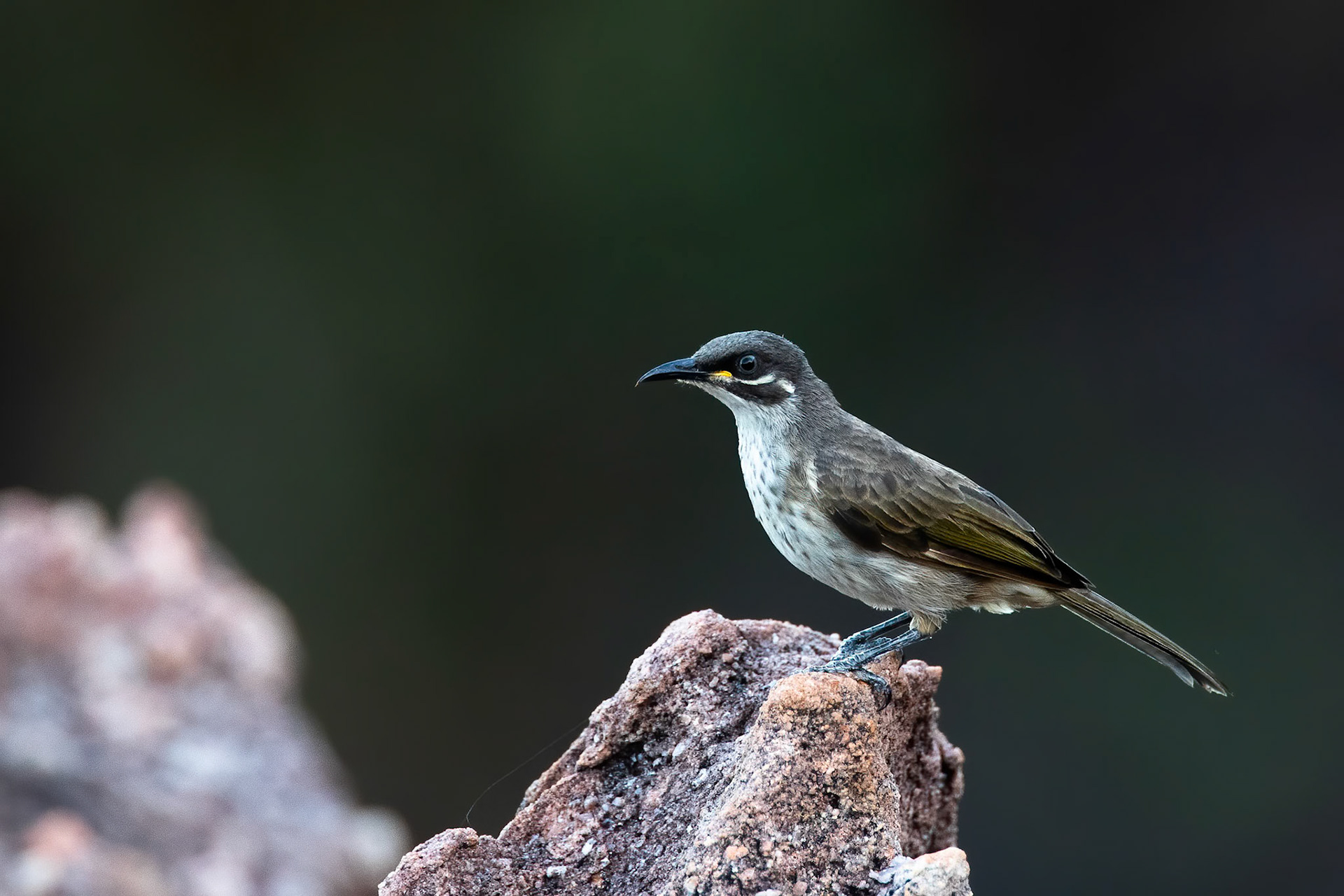 White-lined honeyeater, Nawurlandja, Kakadu, Australia