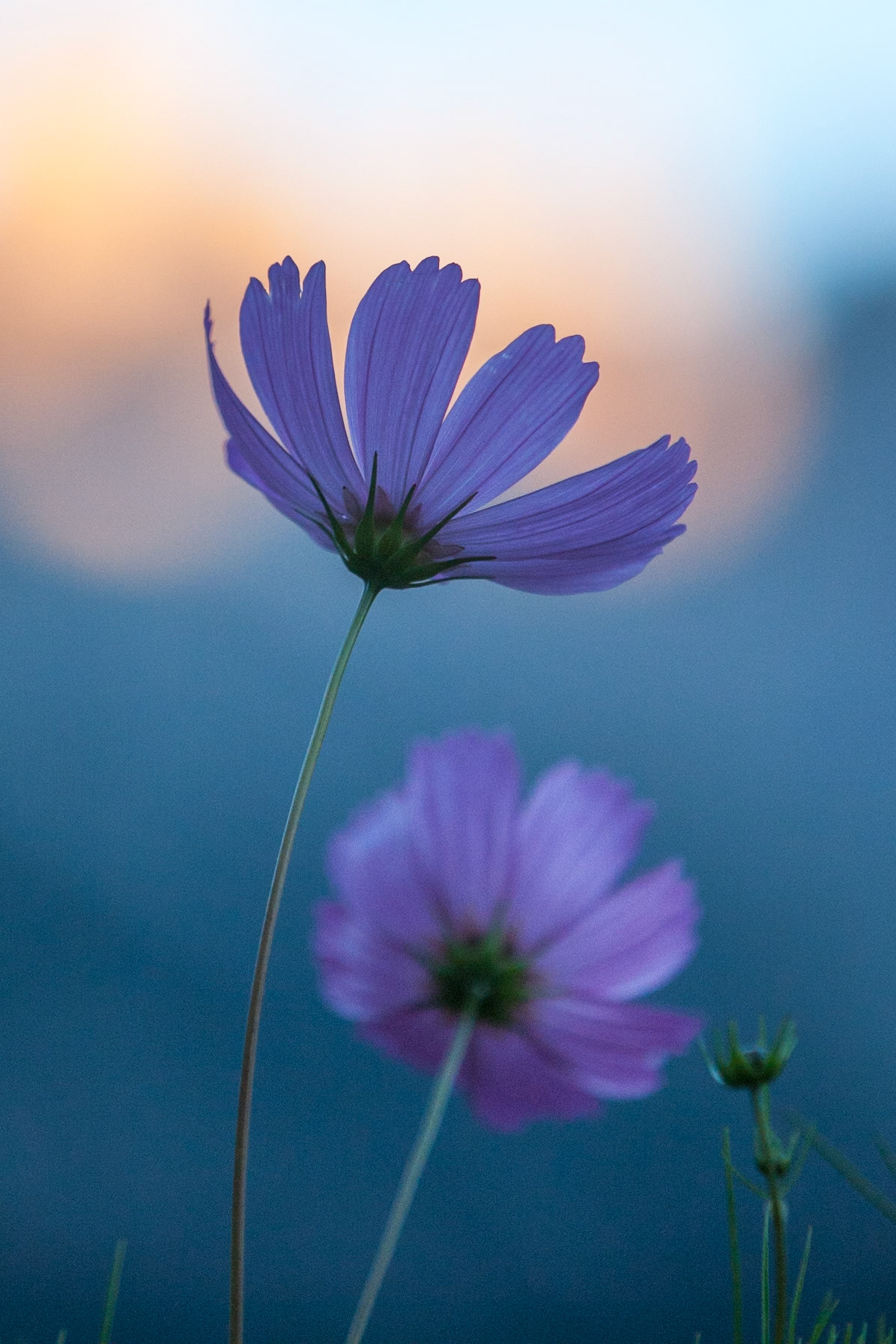 Cosmos in the Dolomites, Madonna di Campiglio.