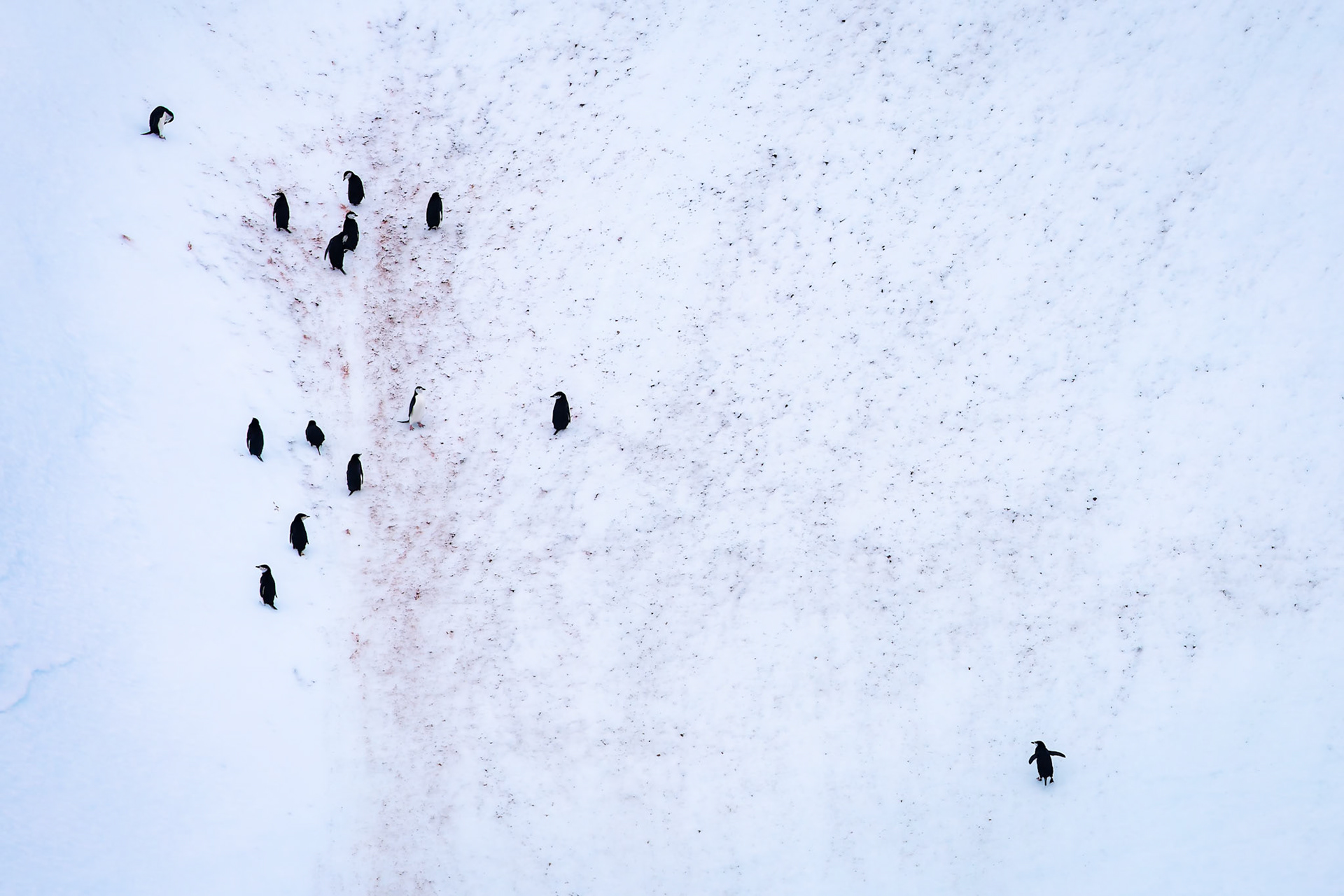 Chinstrap penguin, from the Falklands towards Antarctica