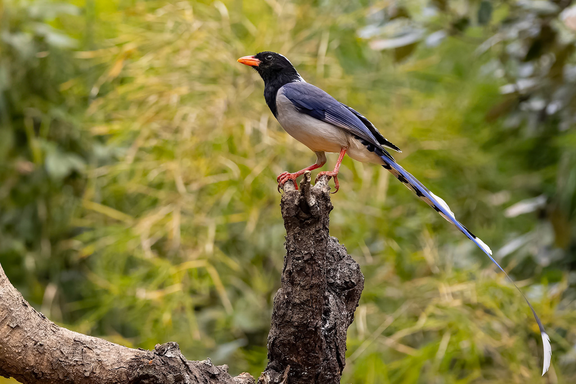 Red-billed blue-magpie, Bird's Den, Corbett Tiger Reserve, India