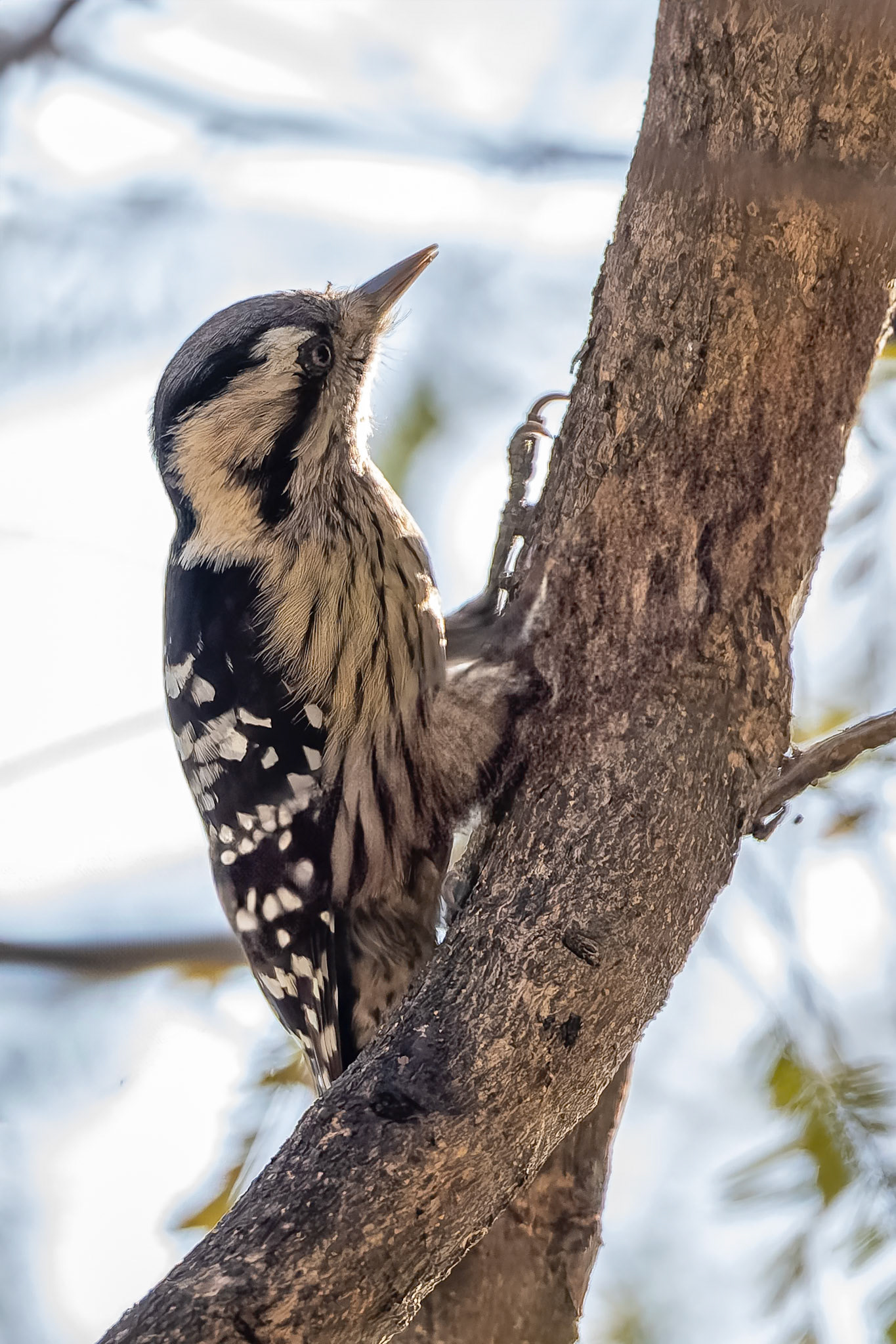 Grey-capped pygmy woodpecker, Corbett Tiger Reserve, India