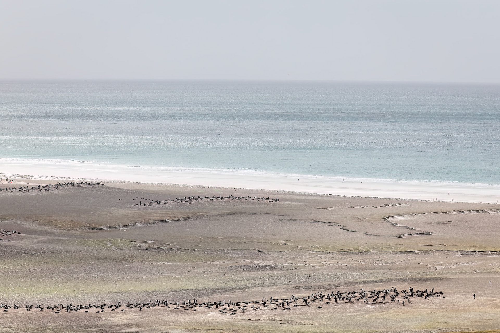 Landscape, The Neck, Saunders Island, Falkland Islands
