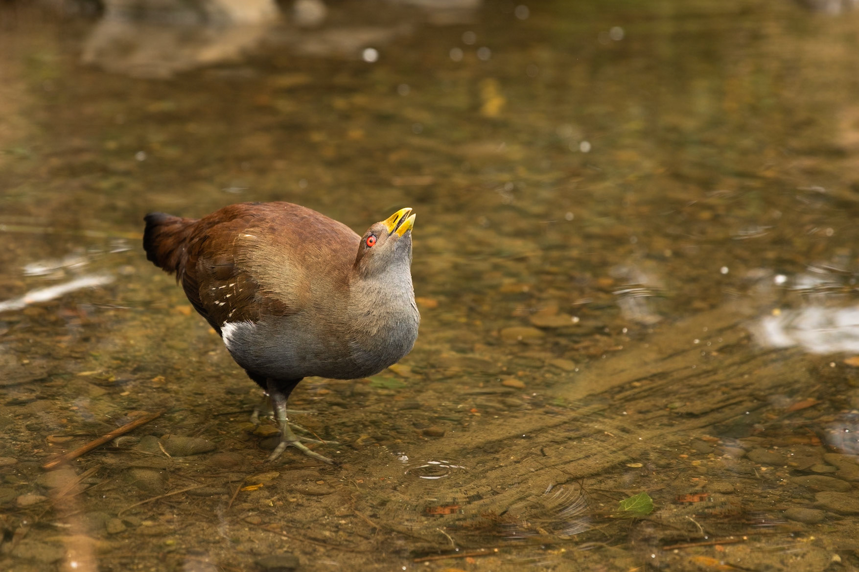 Tasmanian native hen, Hobart, Tasmania