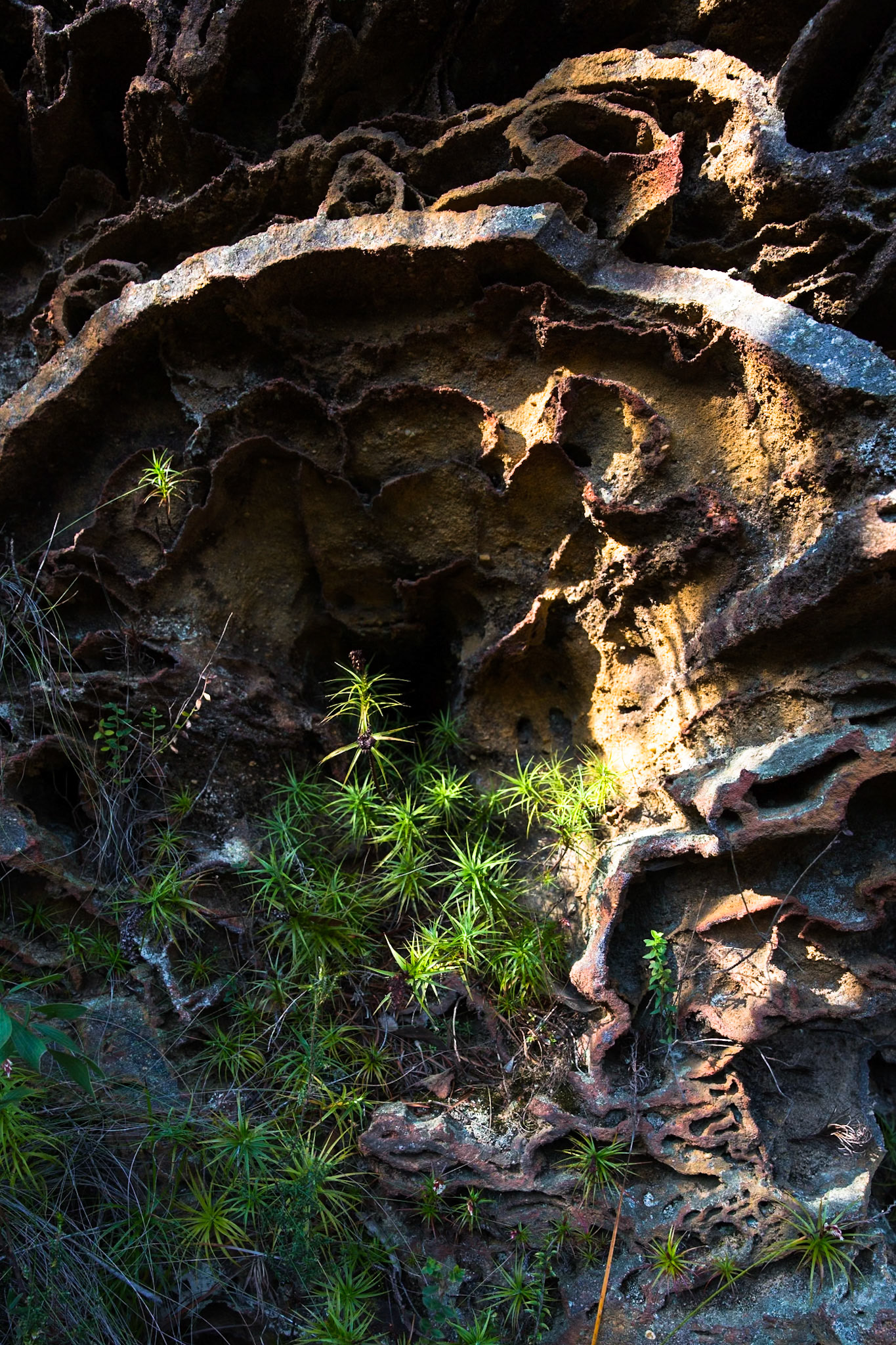 Descended from Neates Glen car park down to and through the Grand Canyon and back up to Evans Lookout. We continued along the clifftop path to Govett's leap and then on to Pulpit Rock. Notes by Peter Watt.