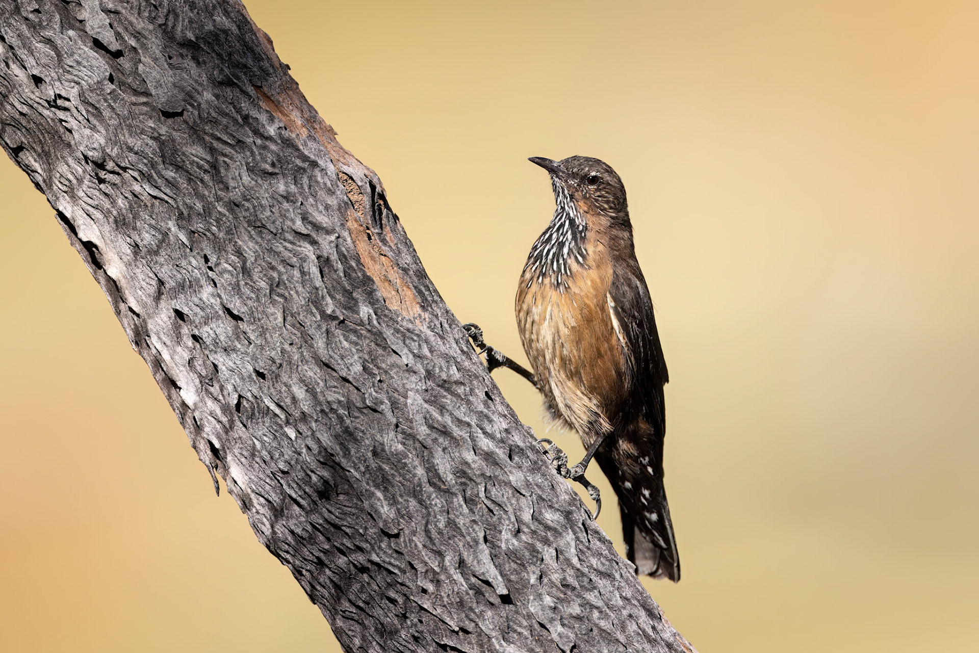 Black-tailed treekcreeper, Mt Isa, Queensland, Australia
