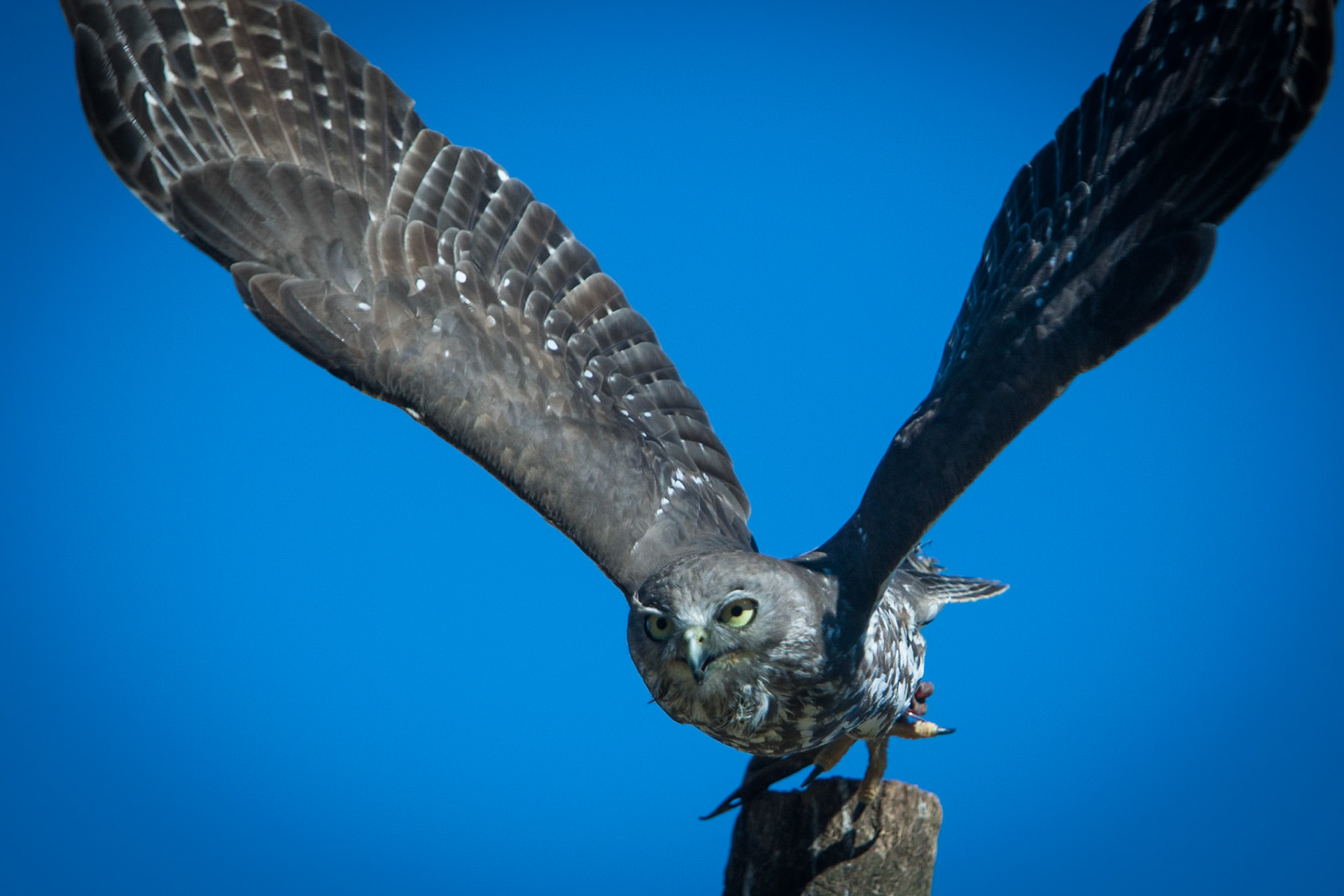 Lamington National Park, Queensland