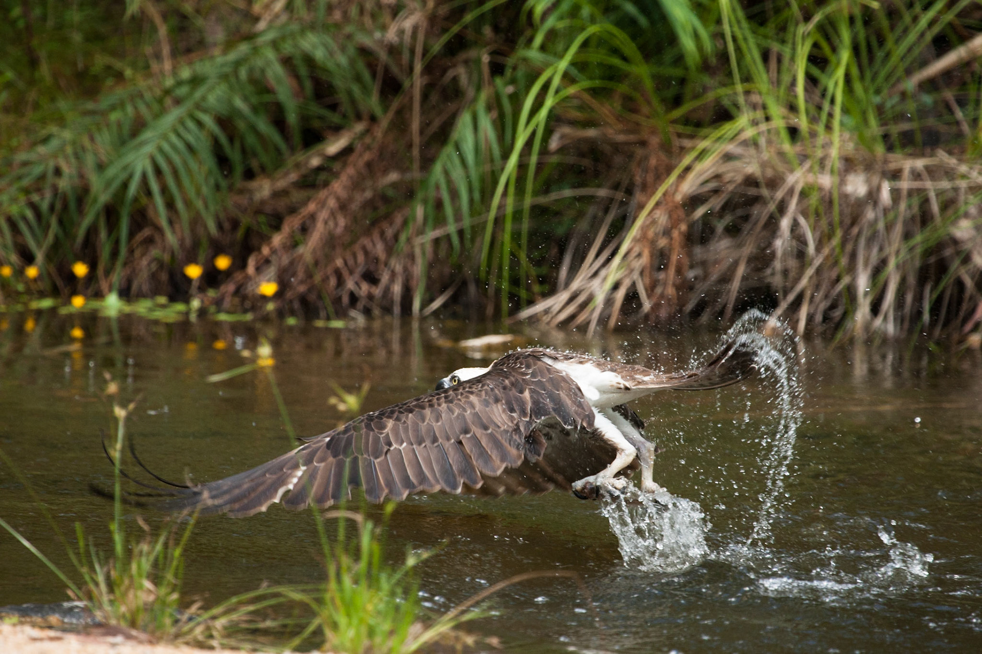Osprey, Territory Wildlife Park, Darwin