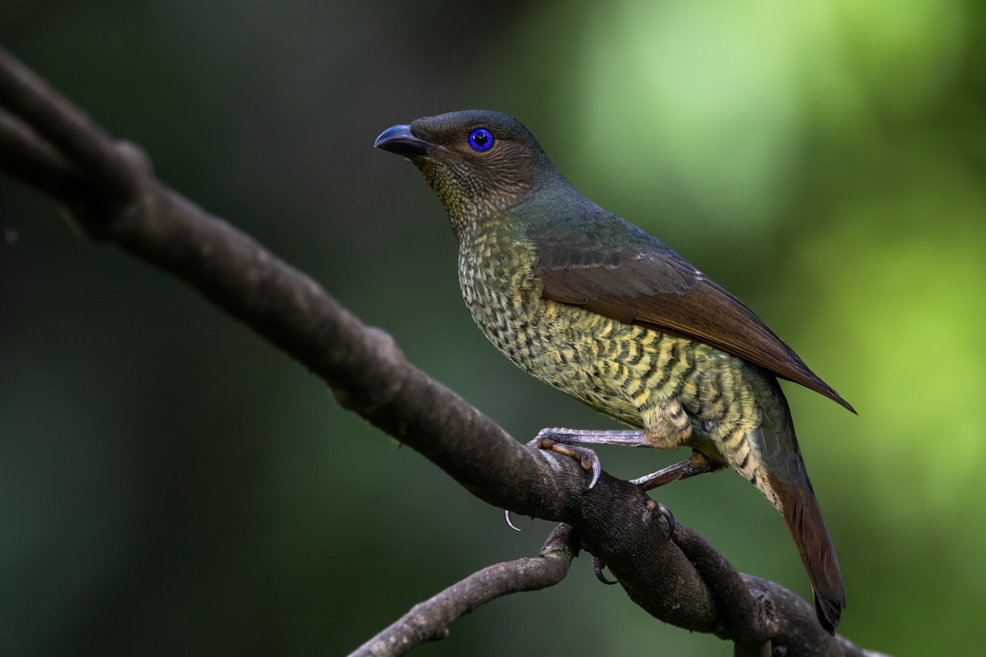 Satin bowerbird, Lake Eacham, Atherton Tablelands, Queensland