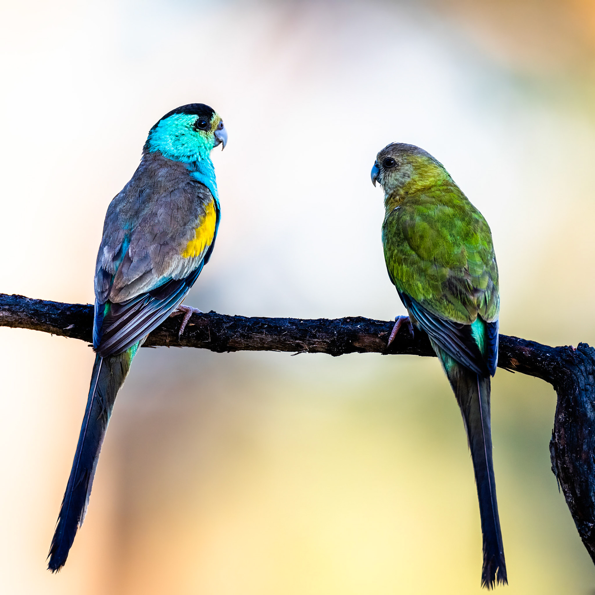 Golden-shouldered parrot, Artemis station, Musgrave, Cape York Penninsula, Queensland