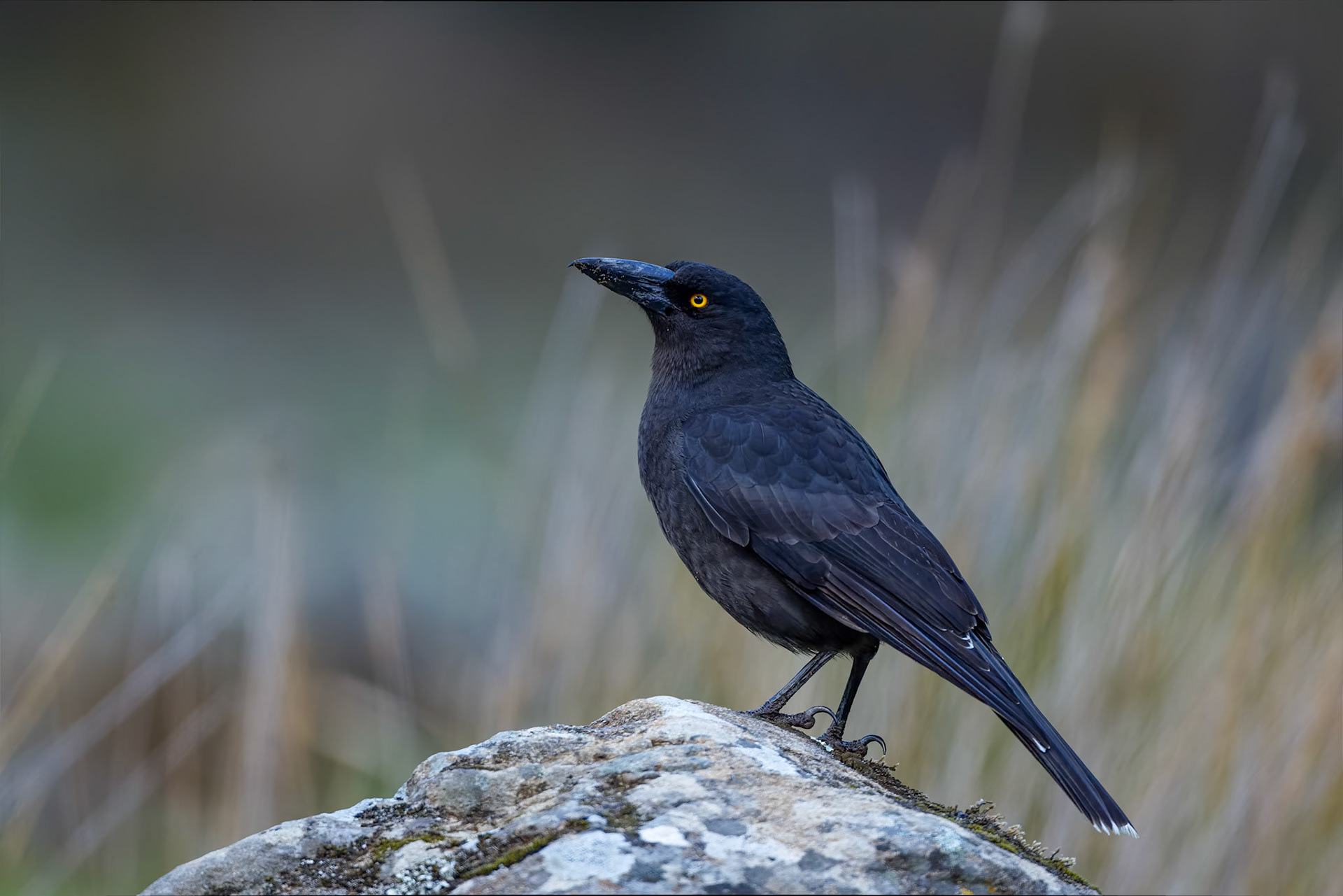 Black currawong, Mount Wellington, Hobart, Tasmania, Australia