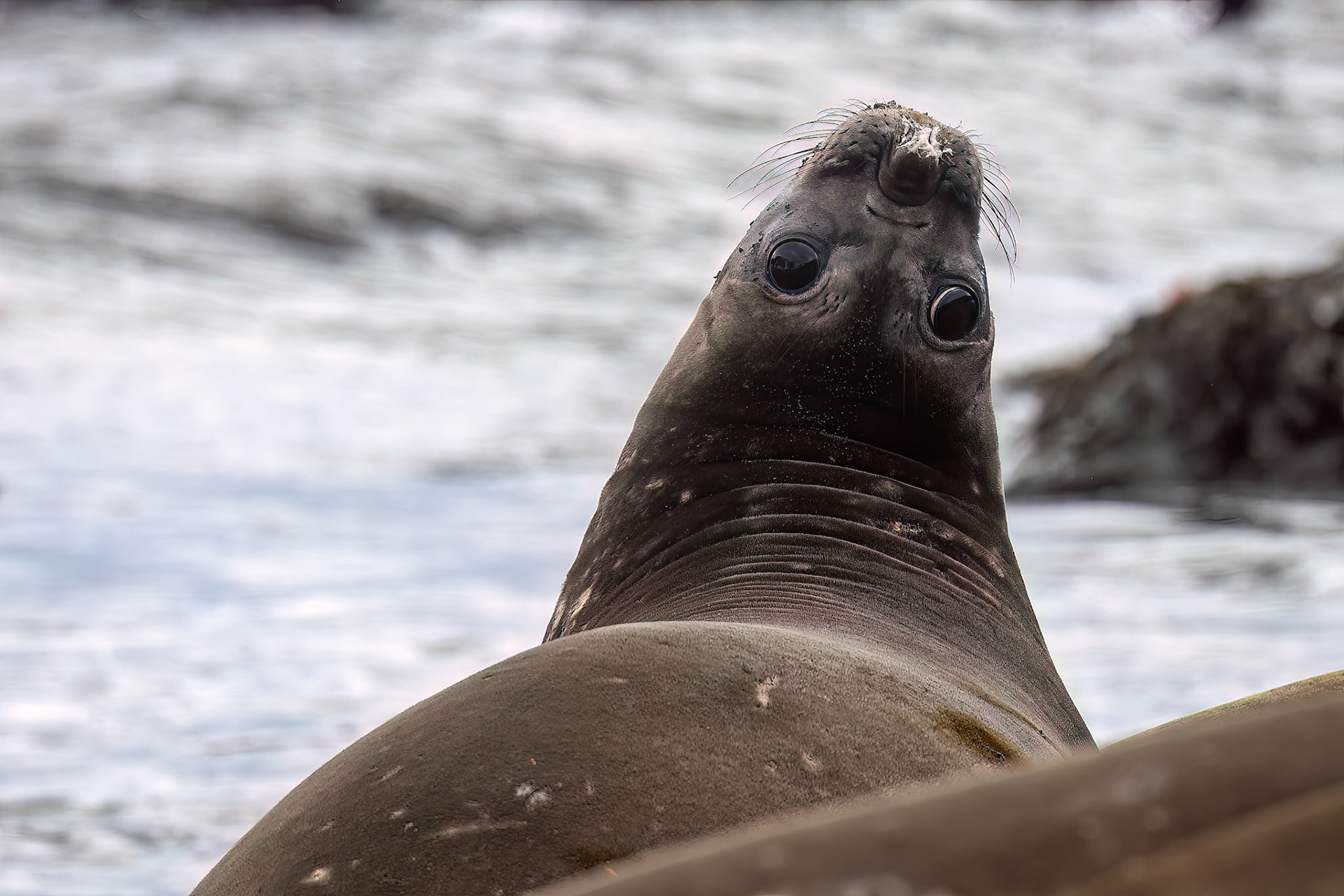 Elephant seal, Rosita Bay, South Georgia