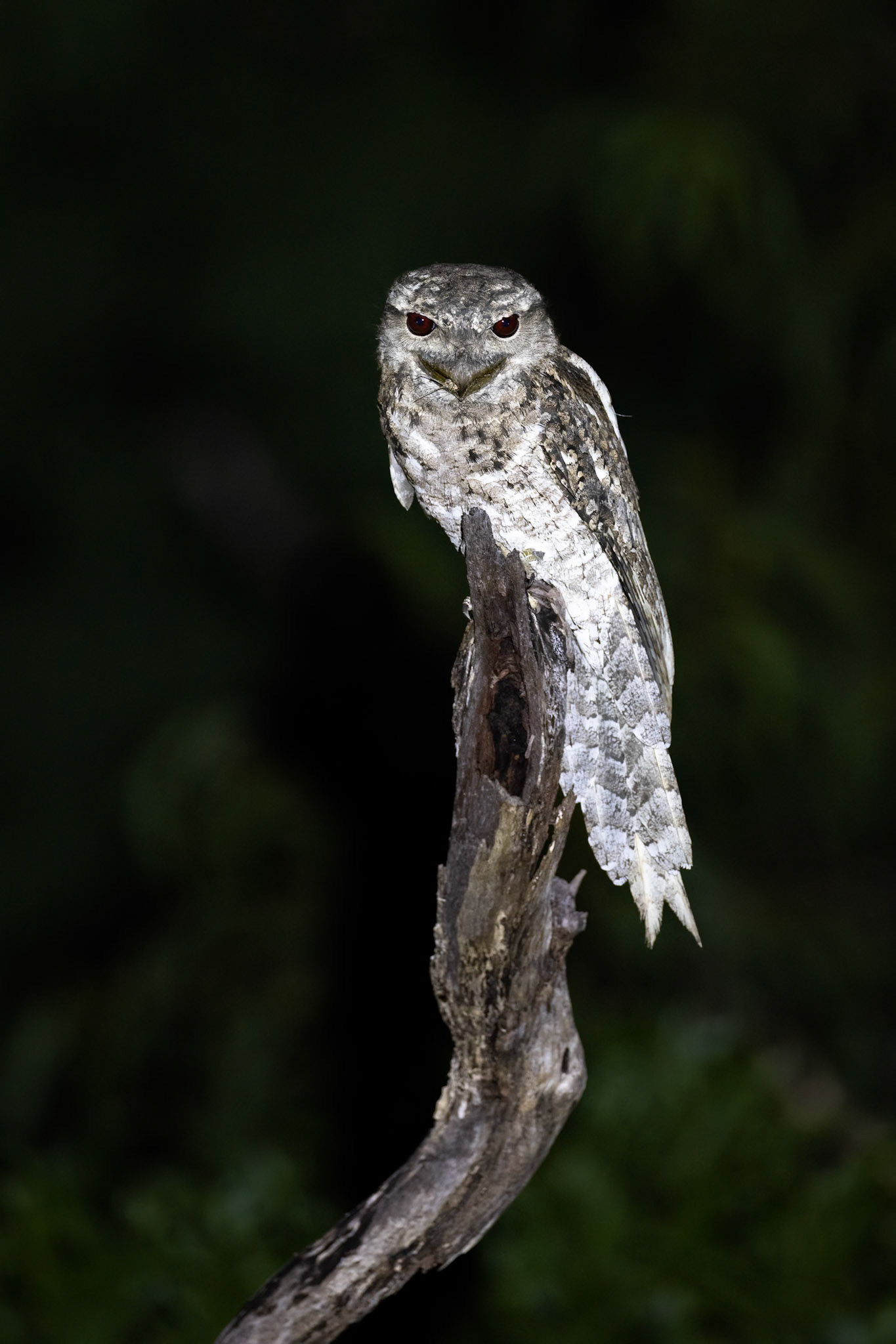 Papuan frogmouth, Kutini-Payamu (Iron Range) National Park, Cape York Penninsula, Queensland