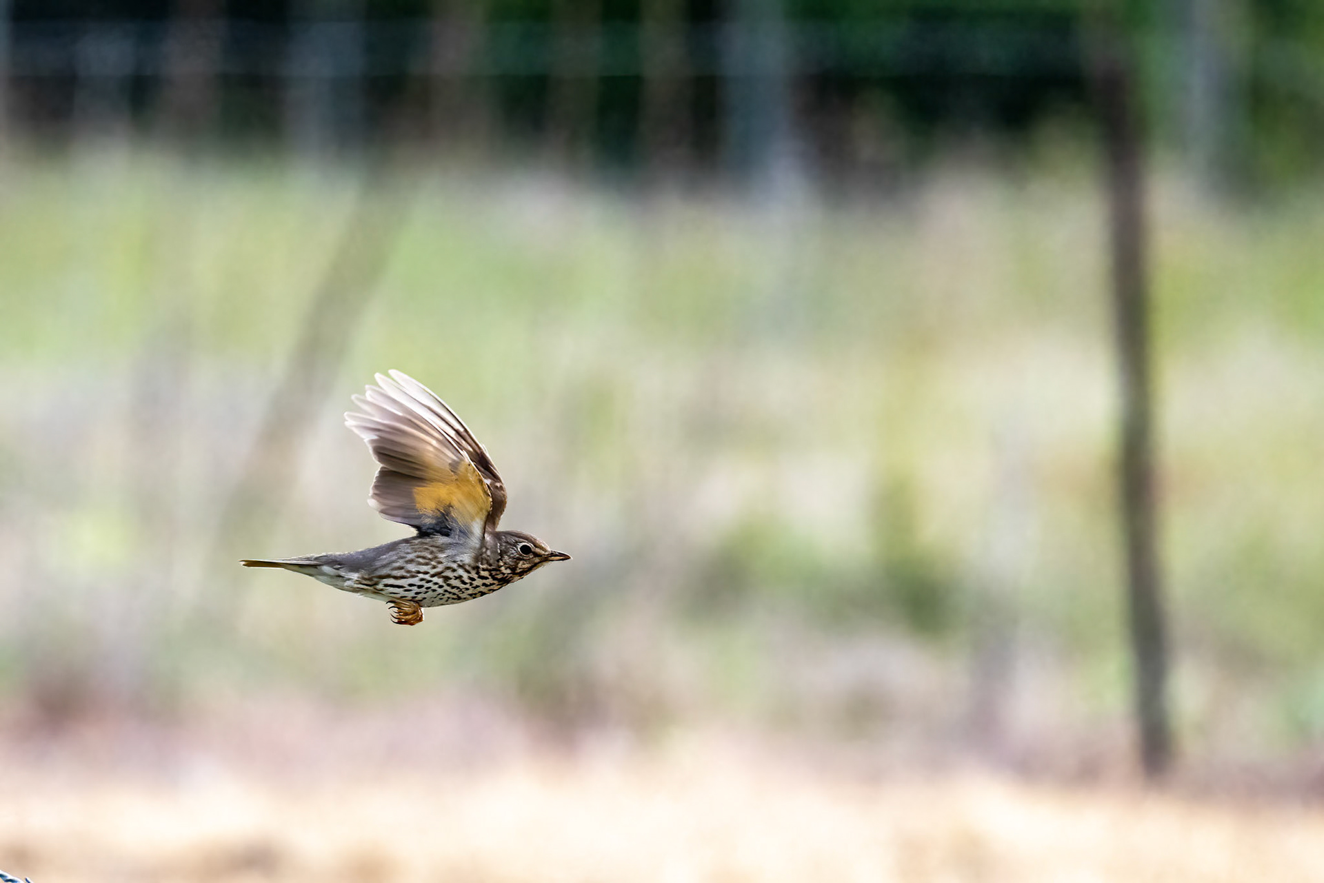 Song thrush, Oamaru, New Zealand