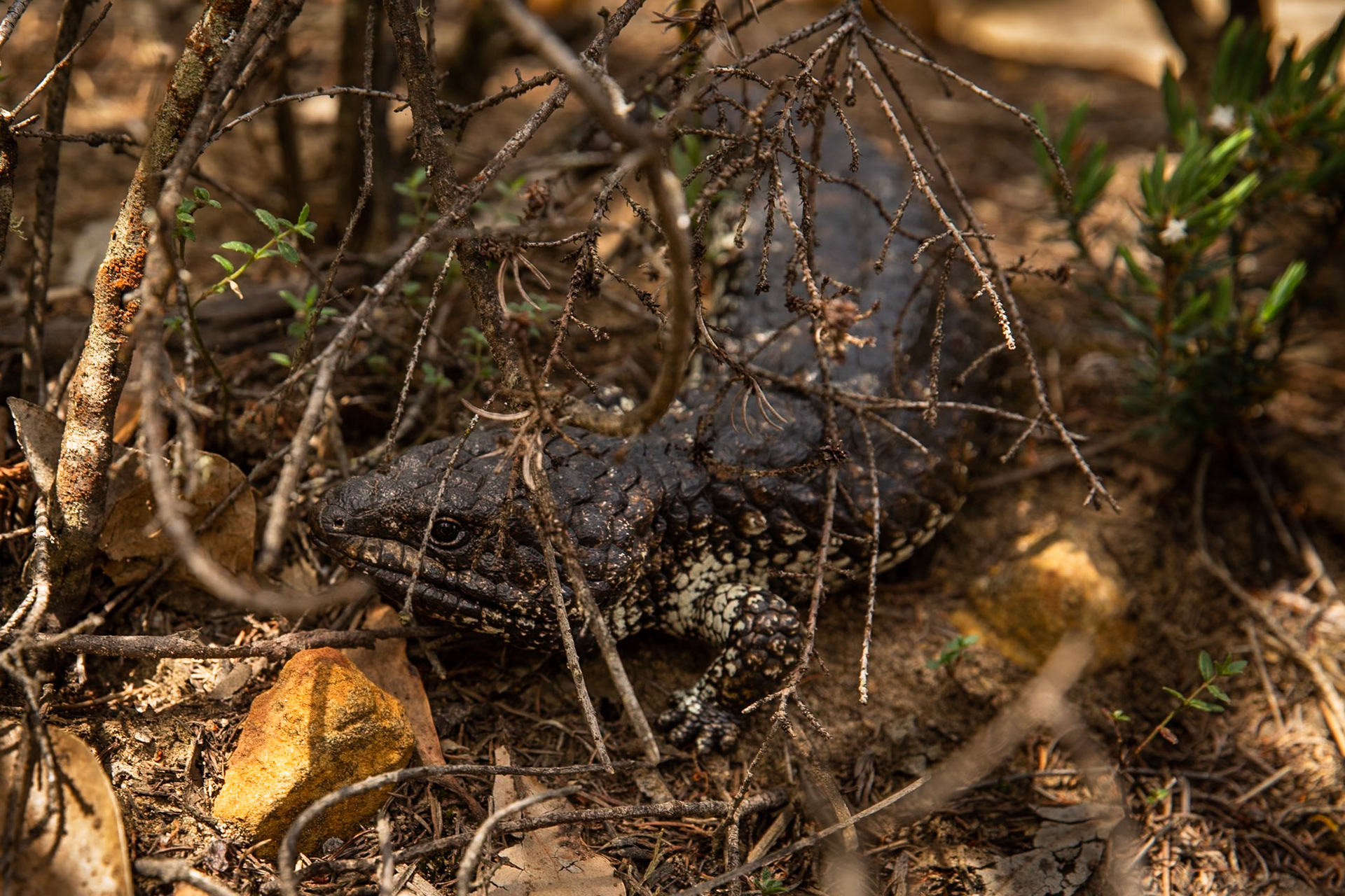 Shingleback lizard, Mount Sturgeon, Dunkeld, the Grampians, Victoria