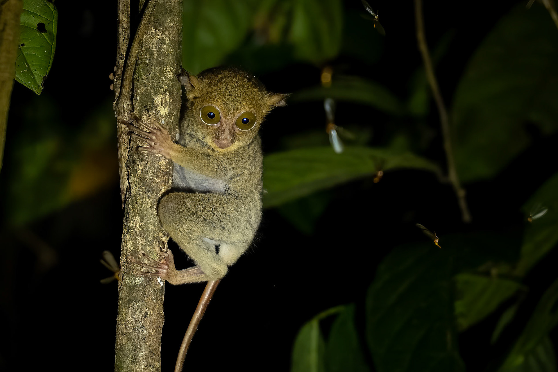 Horesfield's tarsier, Sepilok, Borneo