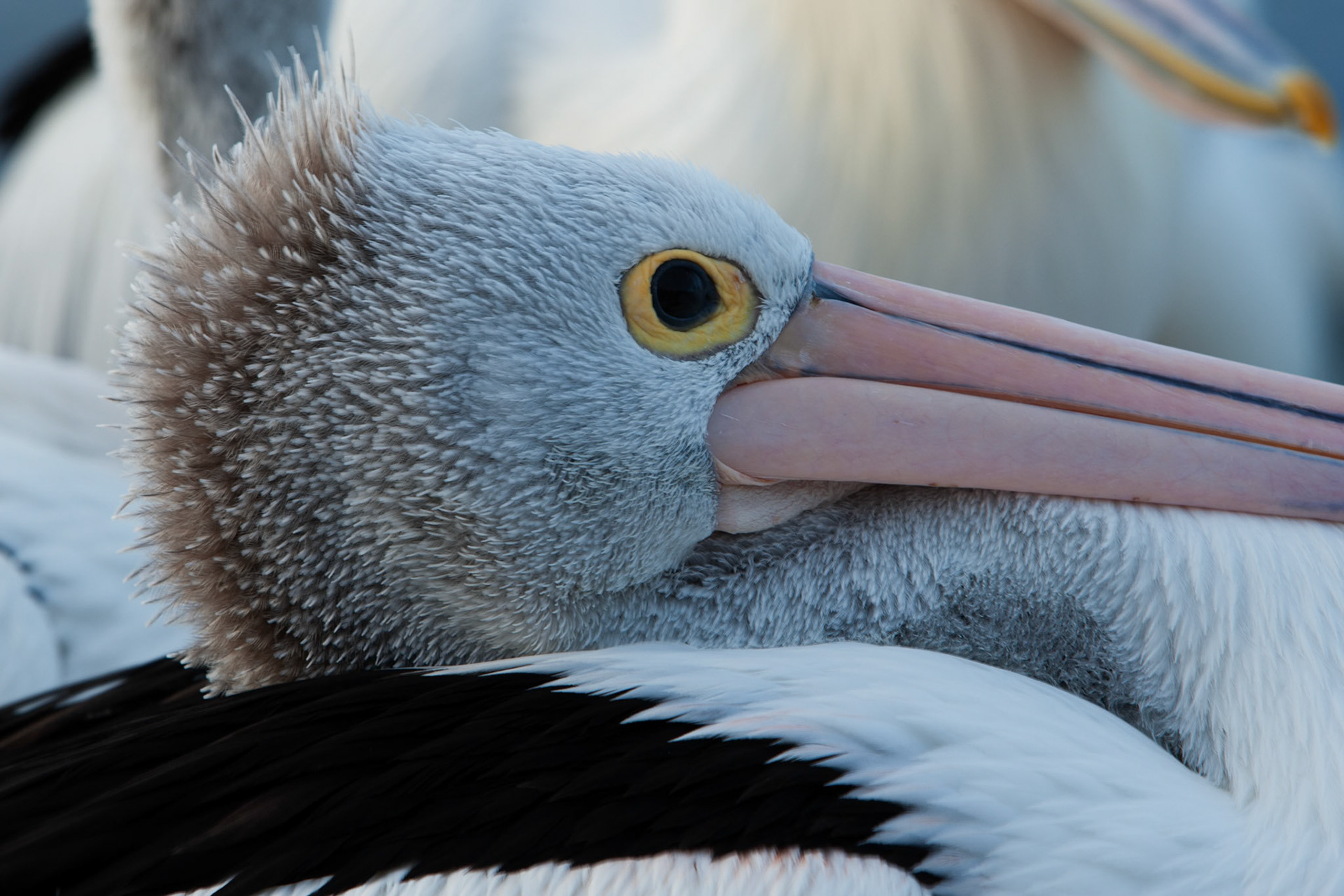 Australian pelicans gathered for a daily feed, Kingscote, Kangaroo Island