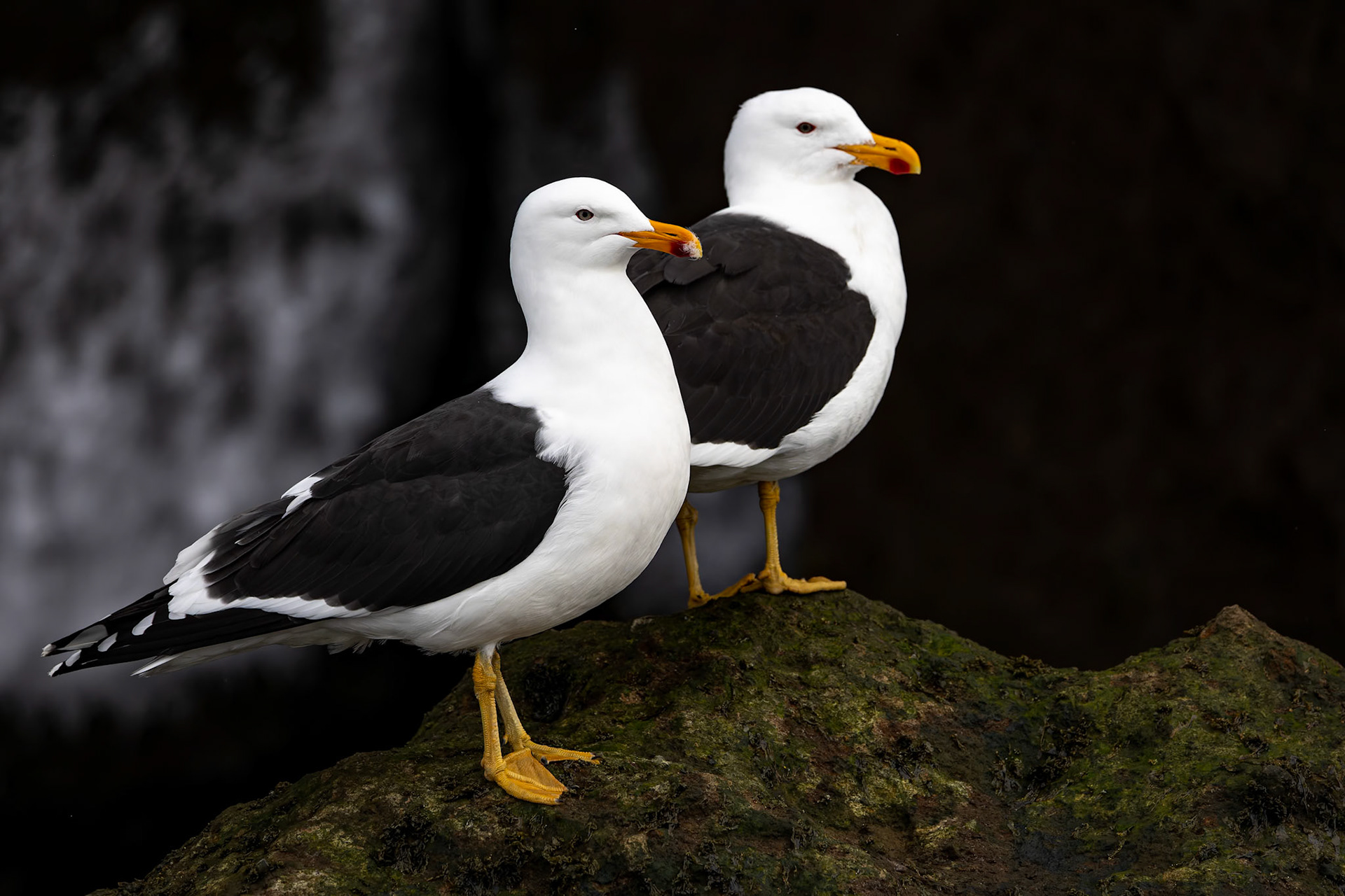 Kelp gull, Whaler's Bay, Deception Island