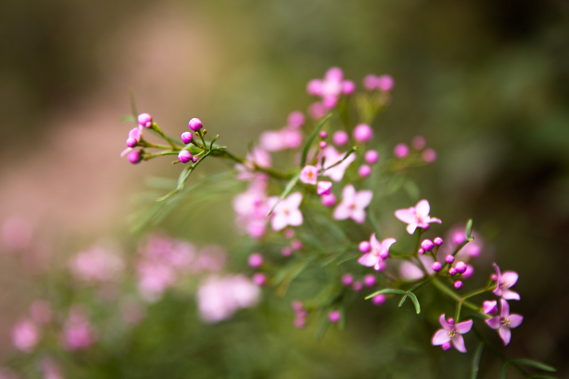 Started at the Scenic Railway and descended via Furber Steps to Federal Pass. Traversed Federal Pass past the lower station of Scenic Railway; through the landslide area; past the bottom of Golden Stairs as far as Ruined Castle.  Lunch on top Ruined Castle then completed a circuit around Ruined Castle back to Federal Pass.  Retraced our steps to Golden Stairs which we took up to Narrow Neck. Notes by Peter Watt.
