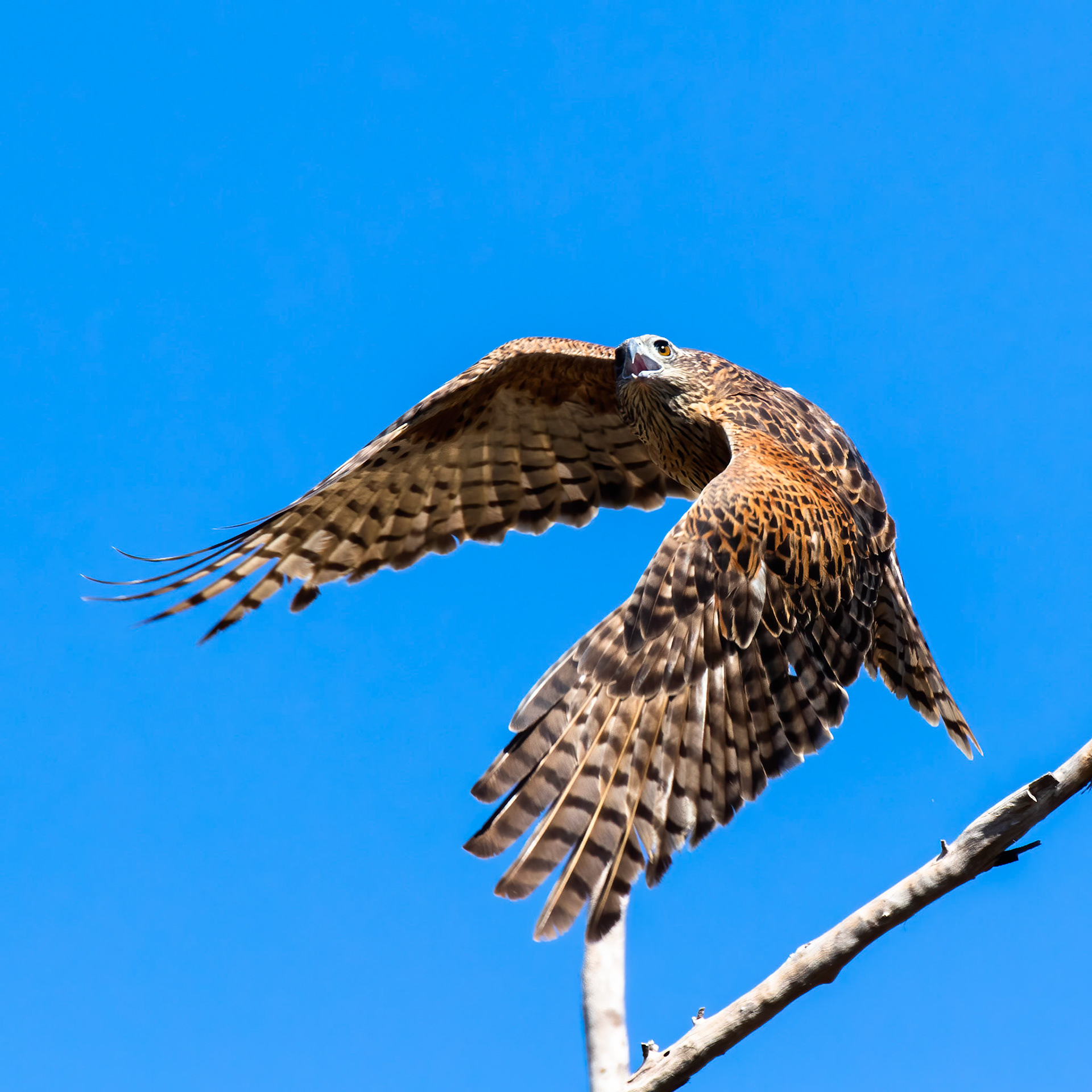 Red goshawk, near Pine Creek, Northern Territory, Australia