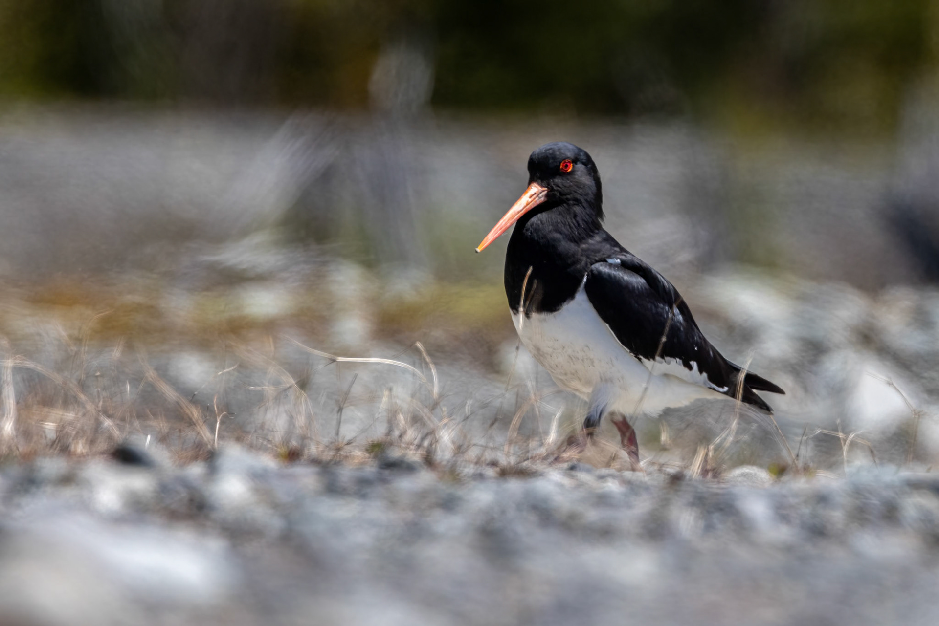 South island pied oystercatcher, Twizel, New Zealand