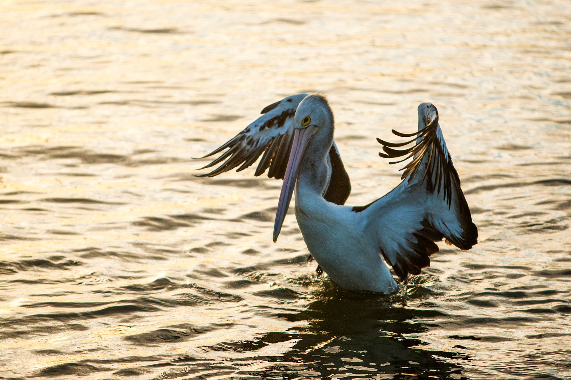 Australian pelicans congegated near a fisherman who had gutted his fish and discarded the leftovers