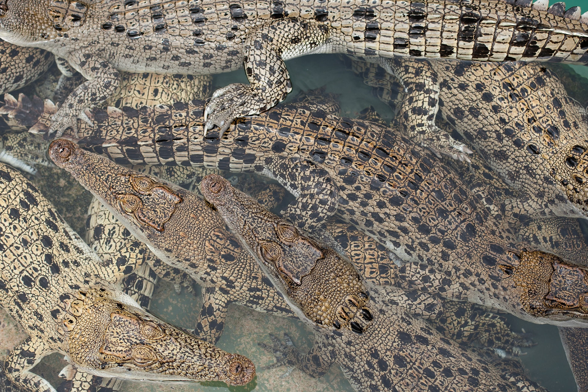 Baby Saltwater crocodiles, Crocasaurus, Darwin, Northern Territory
