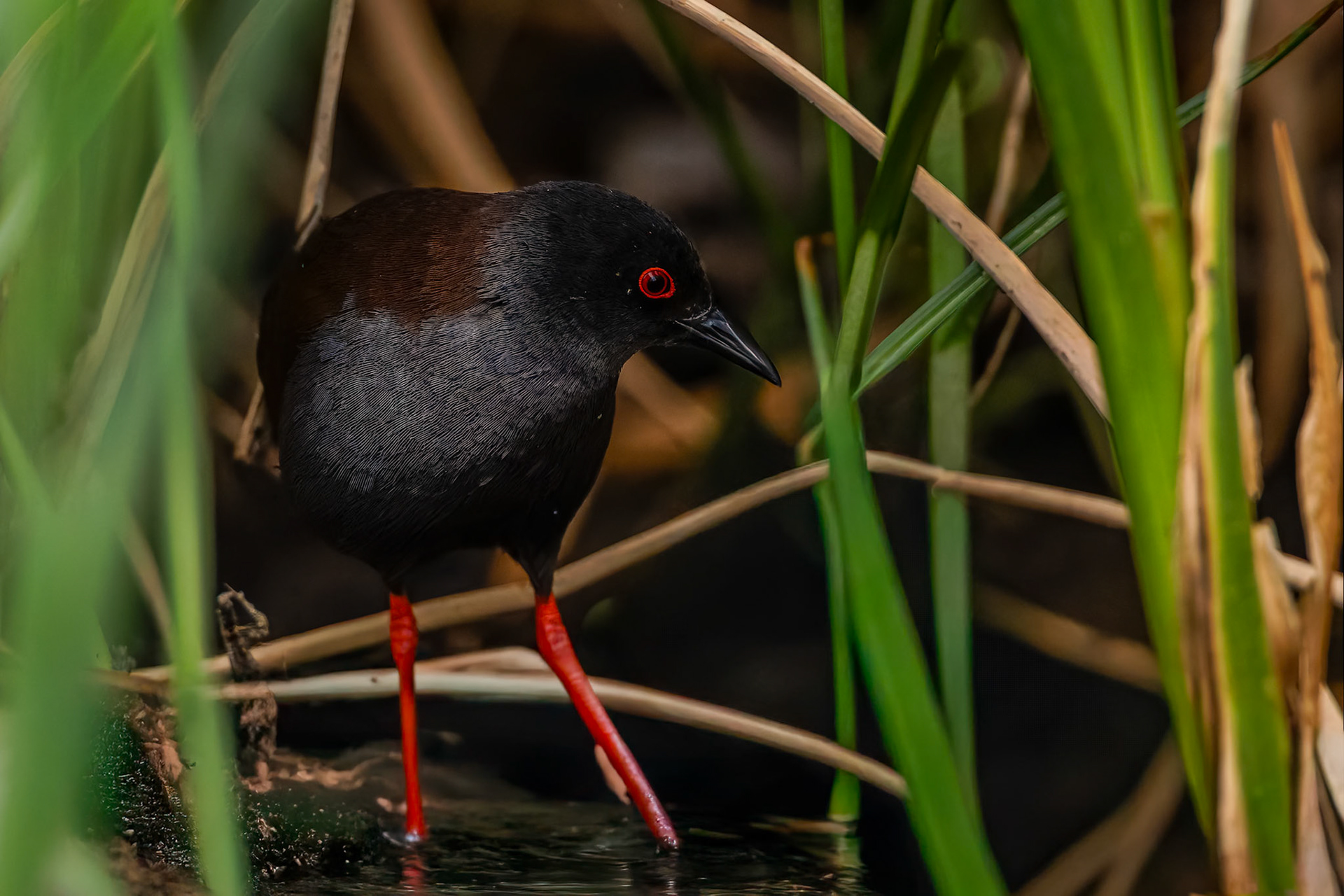 Spotless Crake, Lake Cargelligo, NSW, Australia