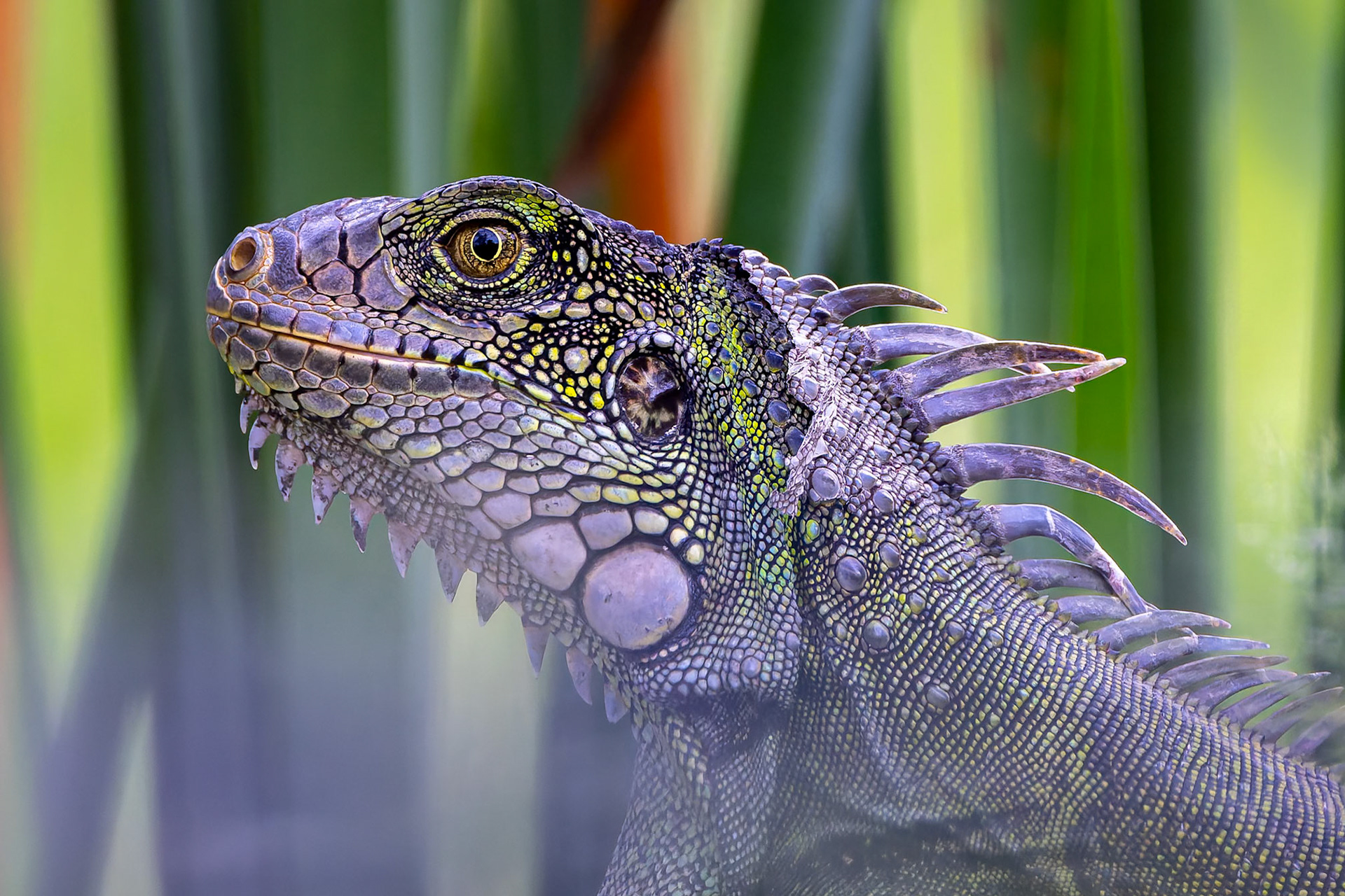 Green iguana, Hotel del Parque, Guayaquil, Ecuador