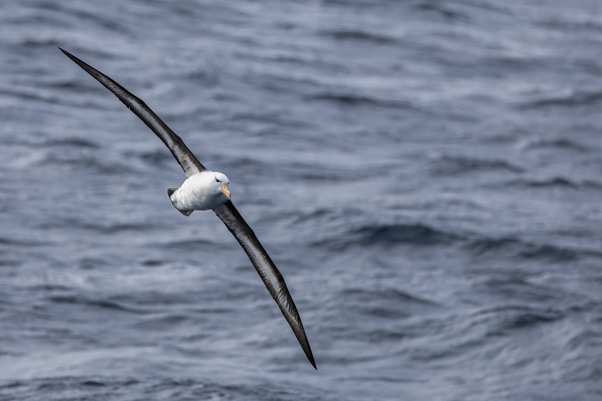 Black-browed albatross, towards Ushuaia, Argentina