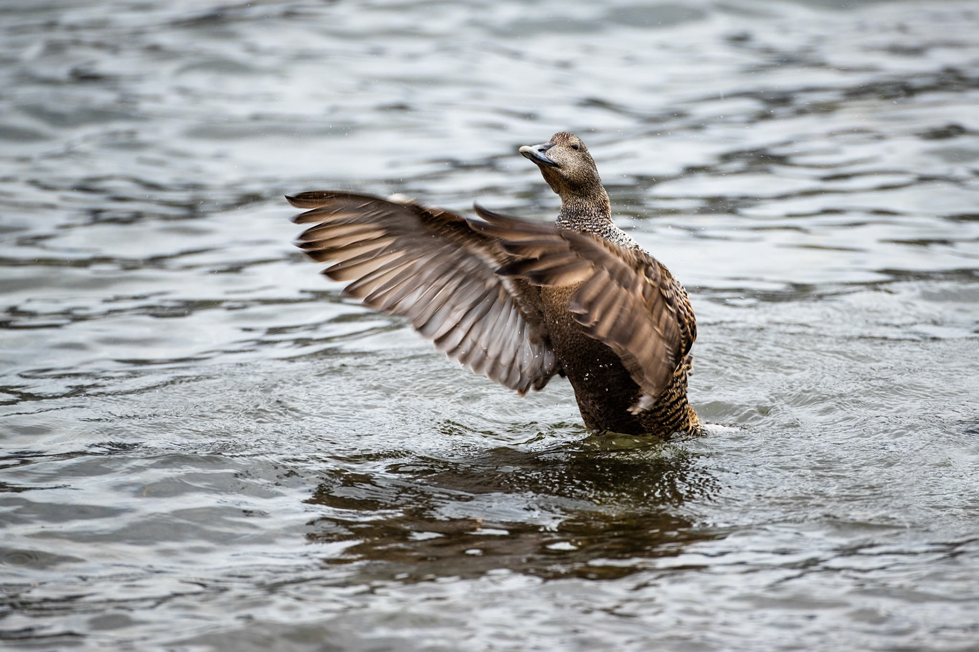 Common eider, Fáskrúðsfjörður, Eastfjords, Iceland